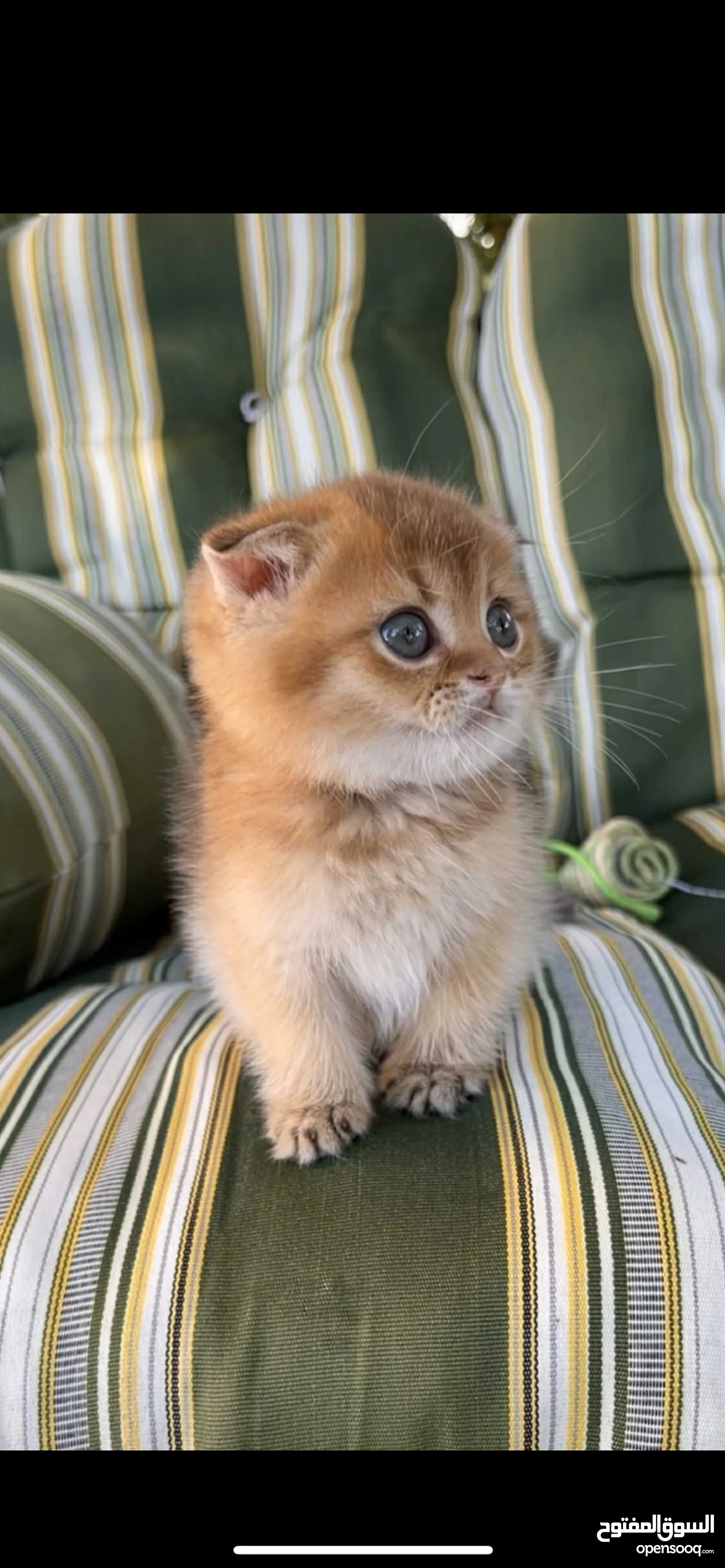 Cats for Sale Kitten for Adoption in Jordan Buy with Best