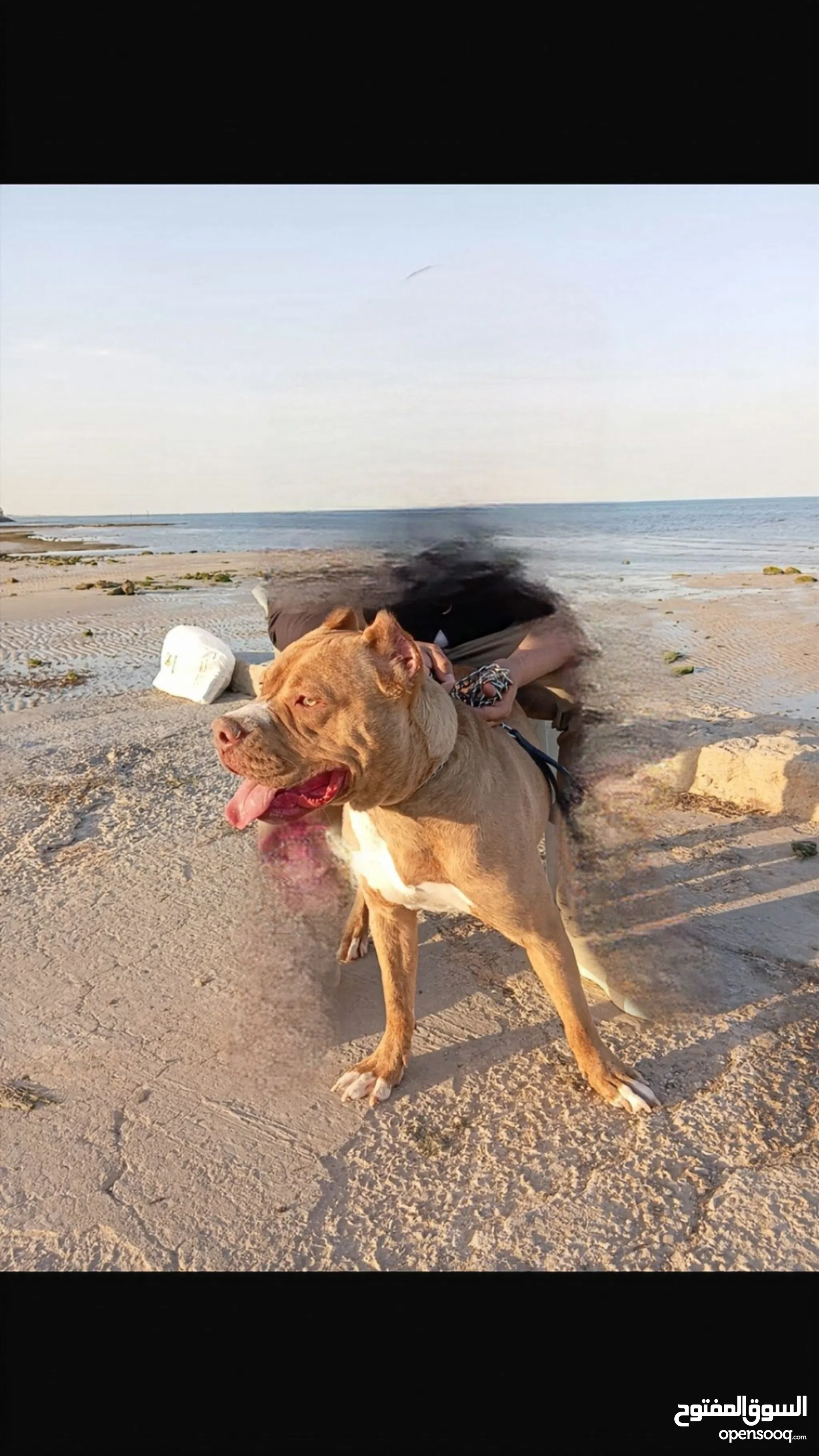 Pitbull Dogs For Sale Adoption in Kuwait: Puppy: Best Prices