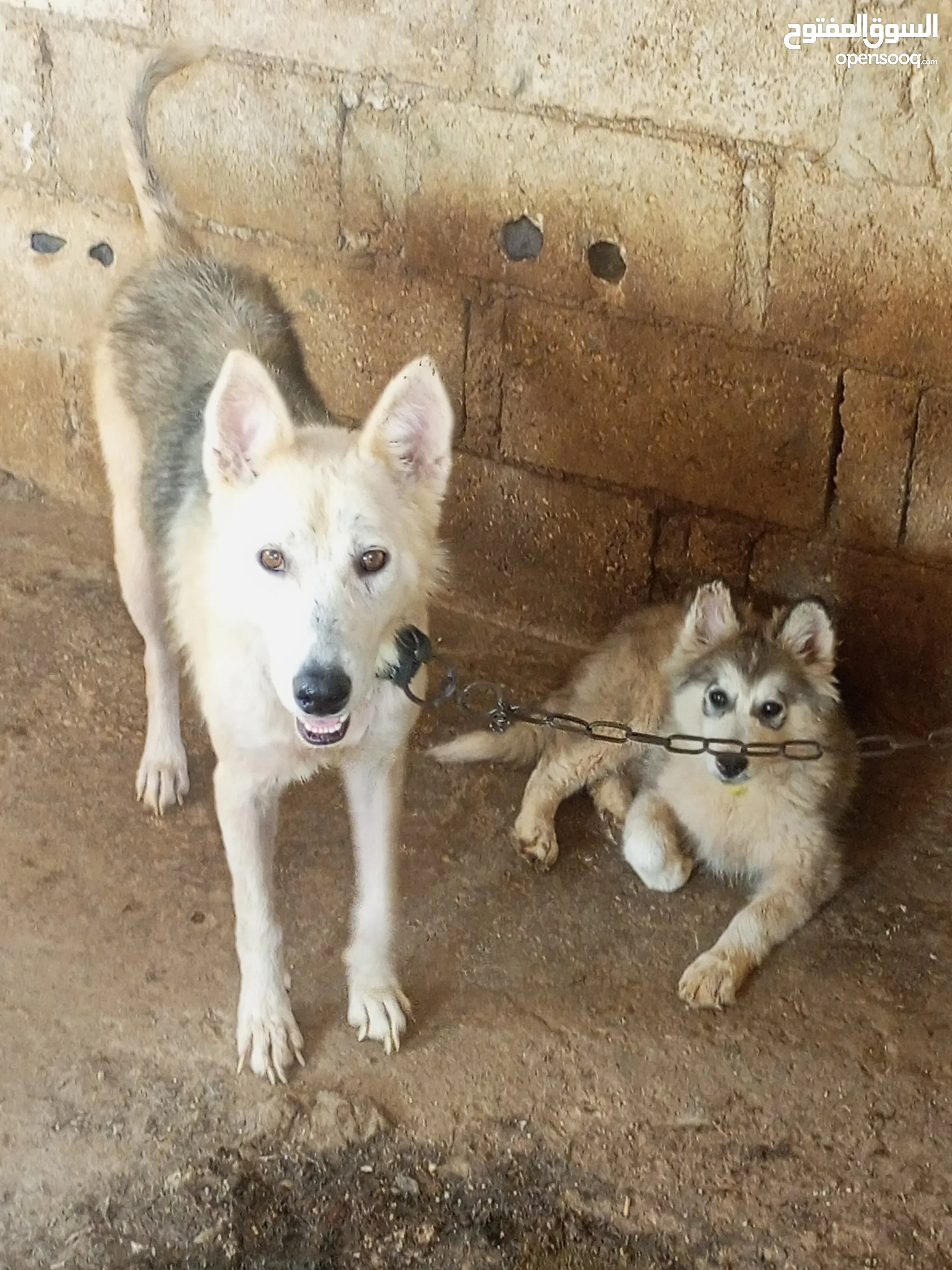 Dog Price Husky Puppy Olx Husky Dogs For Sale Adoption In Jordan