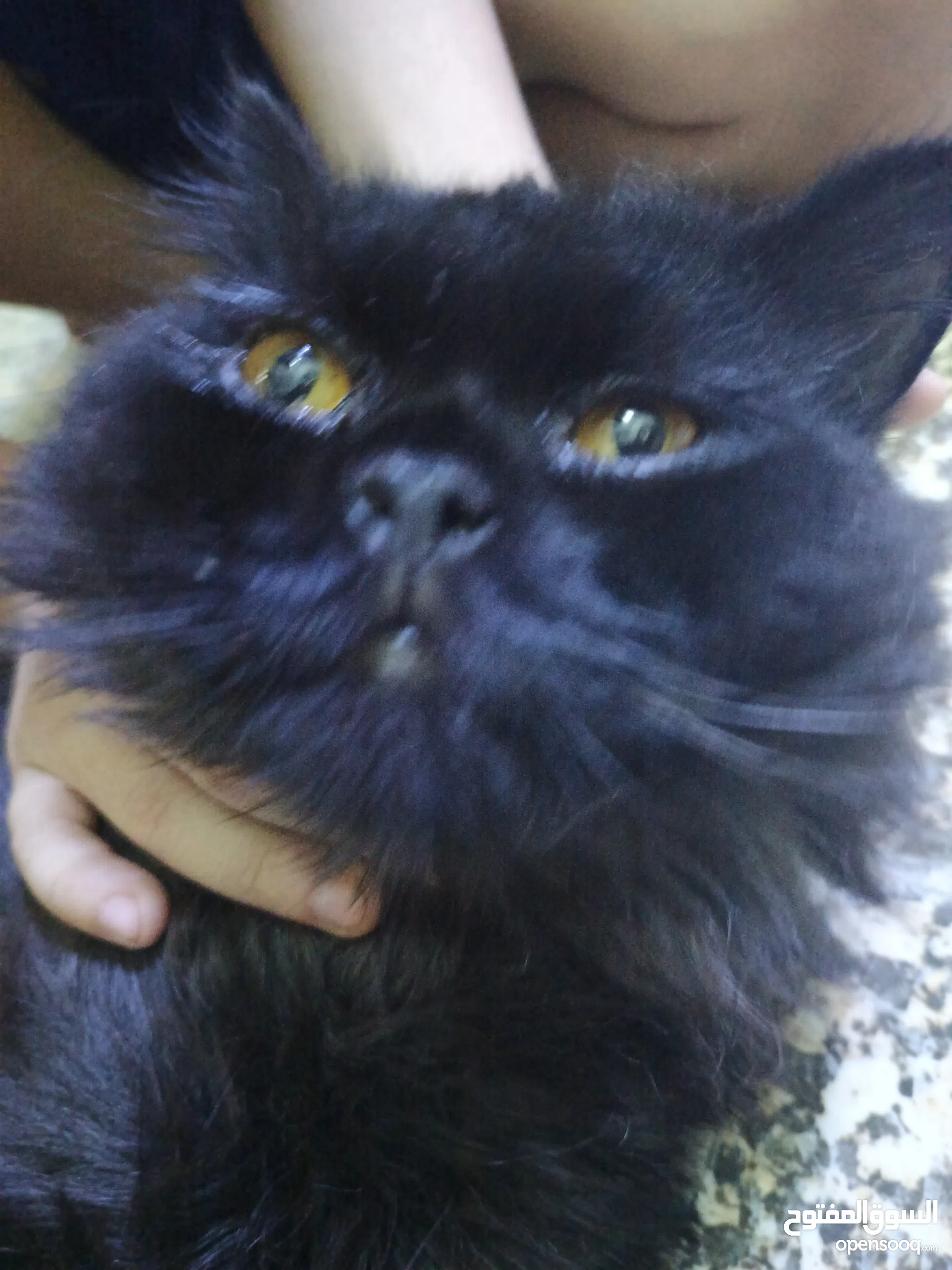 Persian Cat Kucing Black Tabby Persian Cat Black And White Discount