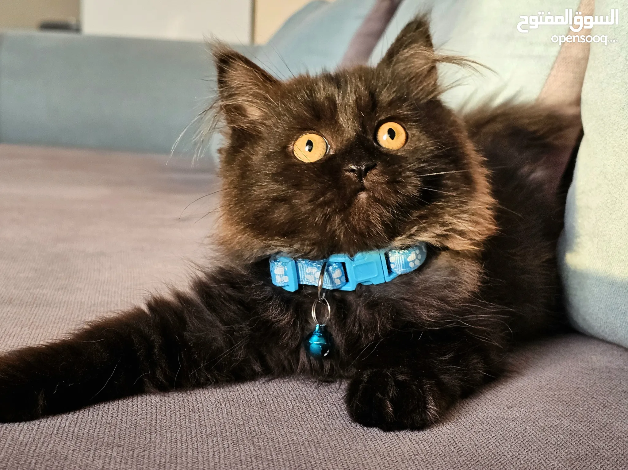 Persian Cats for Adoption in UAE All Ages Kittens OpenSooq