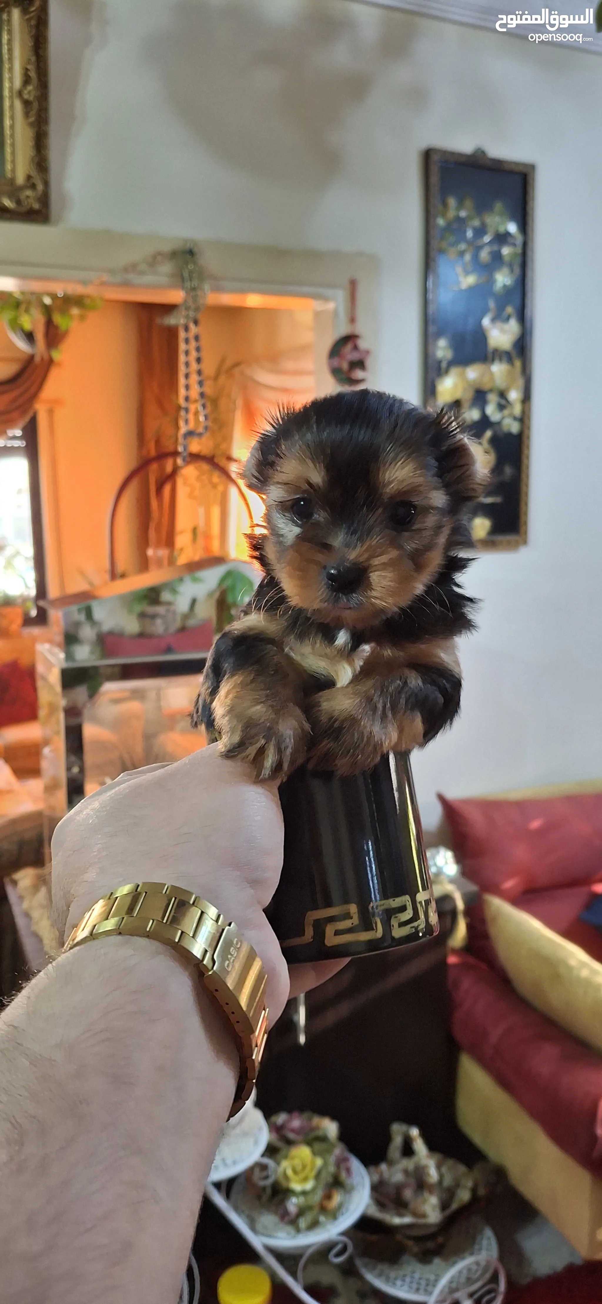 Yorkie Puppies Yorkshire Terrier Mini Toy Olx Yorkshire Dogs For