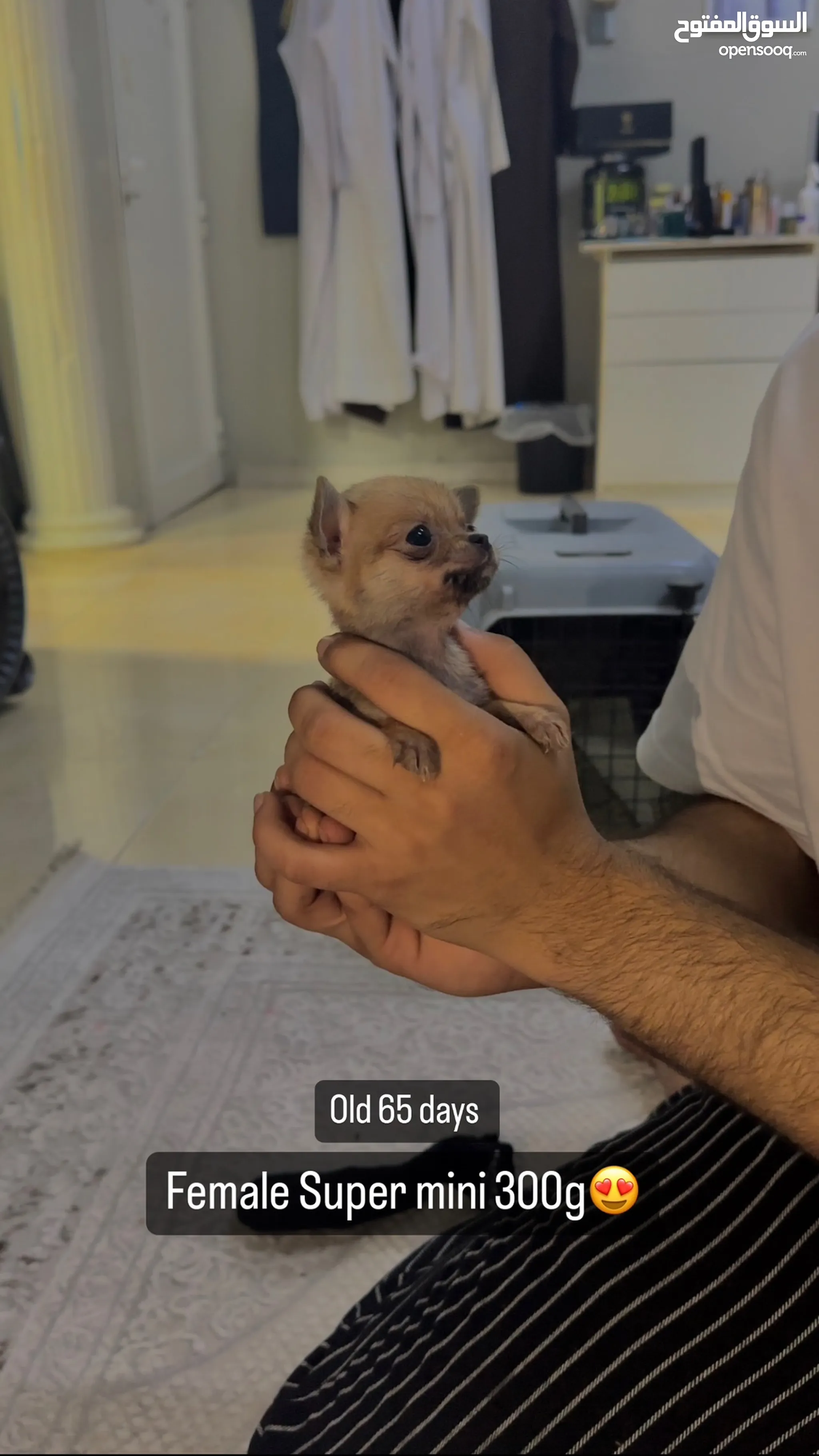 كلاب شيواوا للتبني في الإمارات : جميع الأعمار : كلاب صغيرة | السوق المفتوح