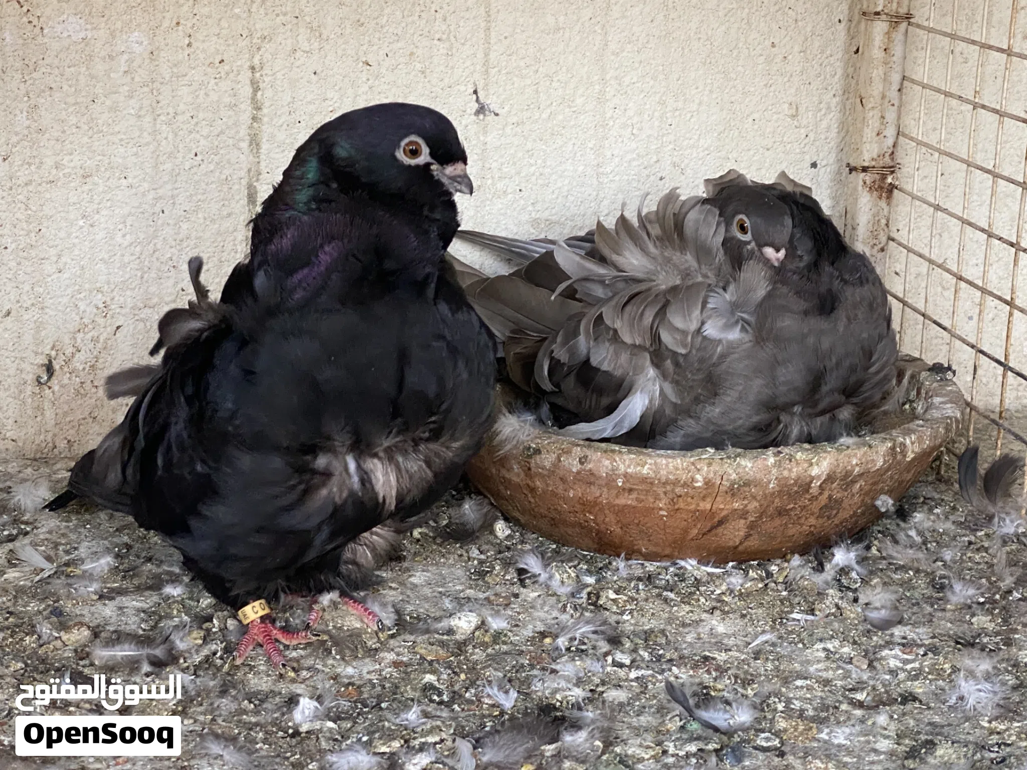 Pigeon for Sale Basra Pigeon in Oman Buy with Best Prices