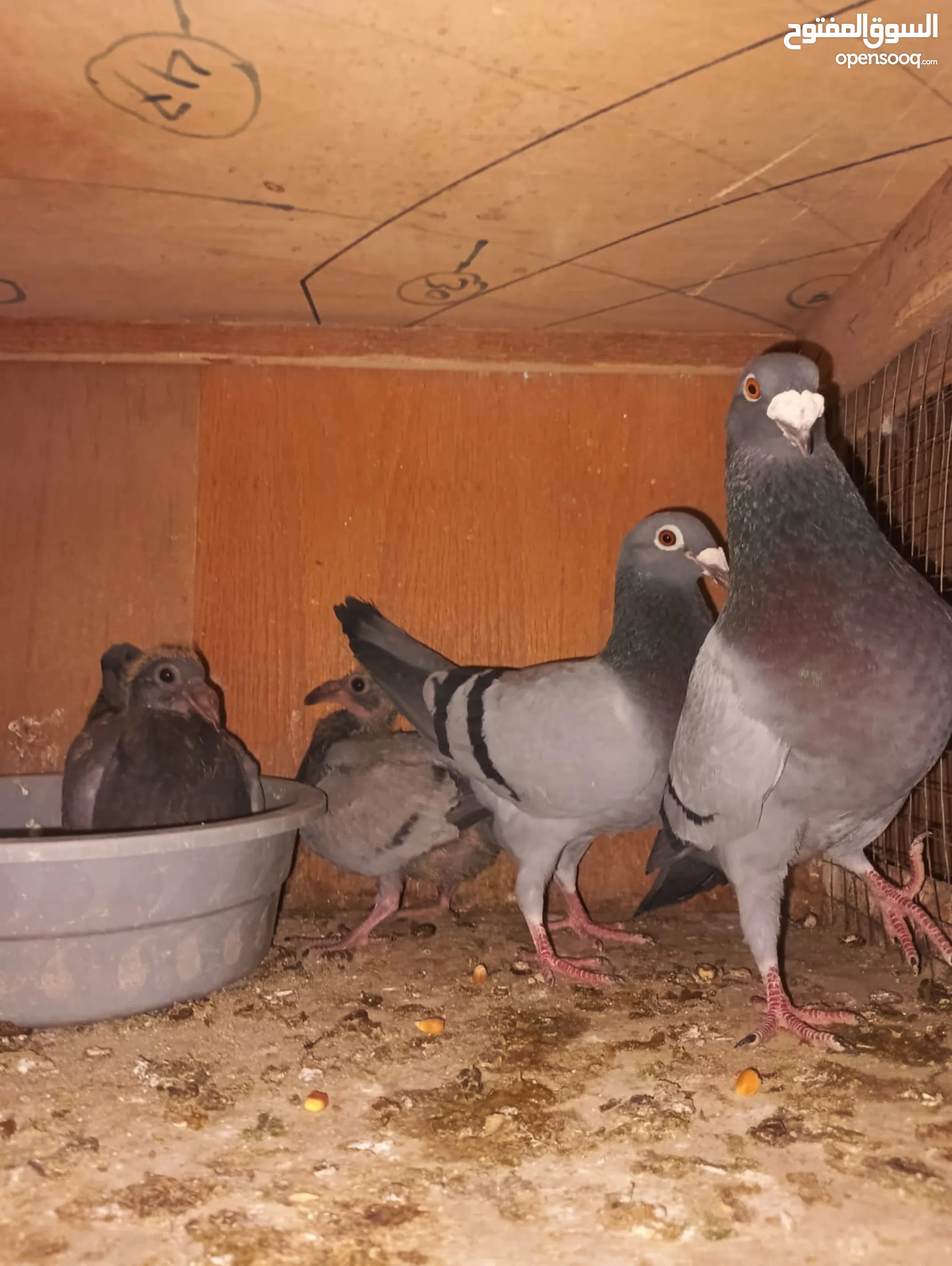 Dj Remix Pilo Lugdo English Sh Mode 2023