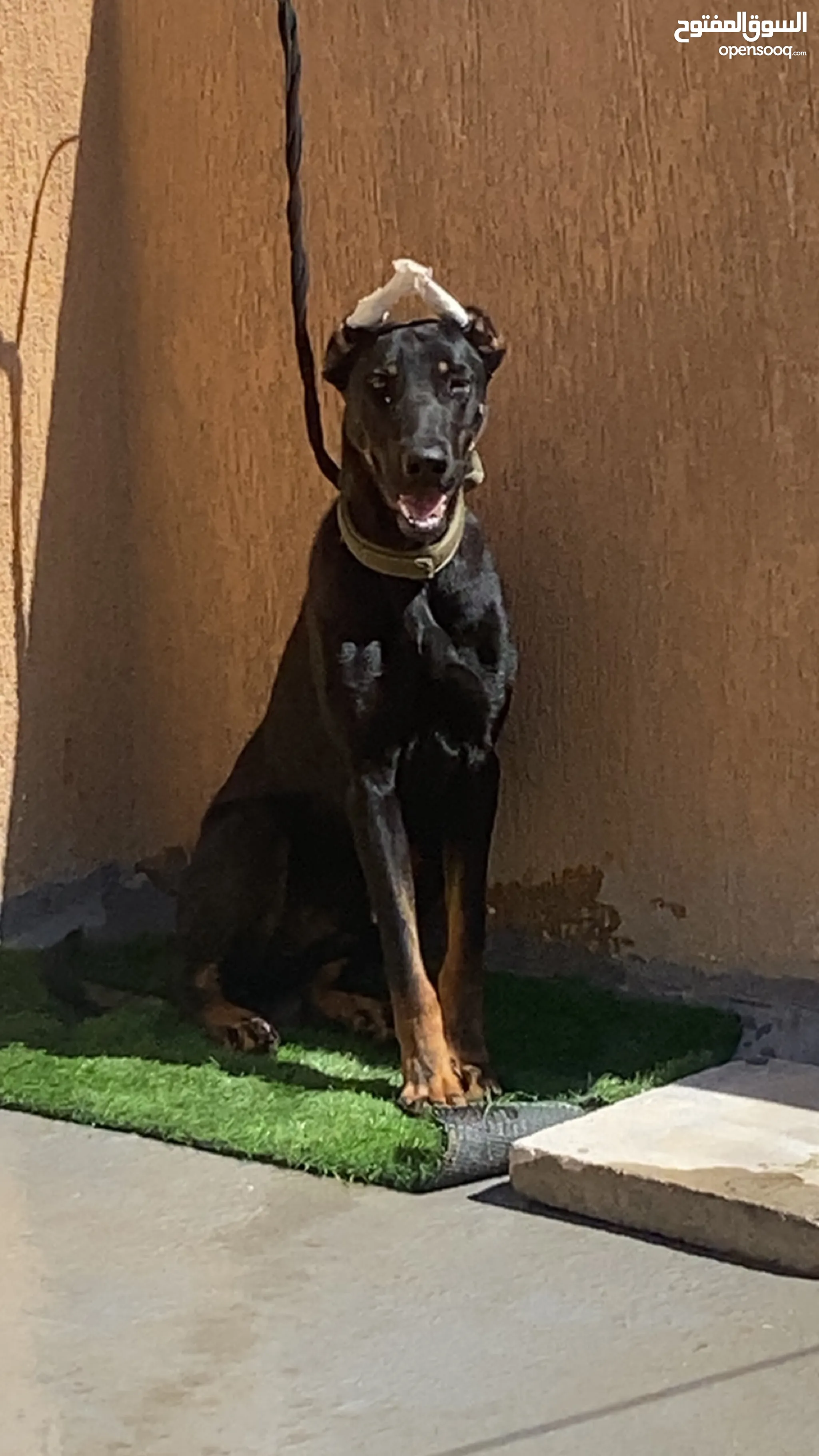 Doberman Dogs For Sale Adoption in Kuwait: Puppy: Best Prices