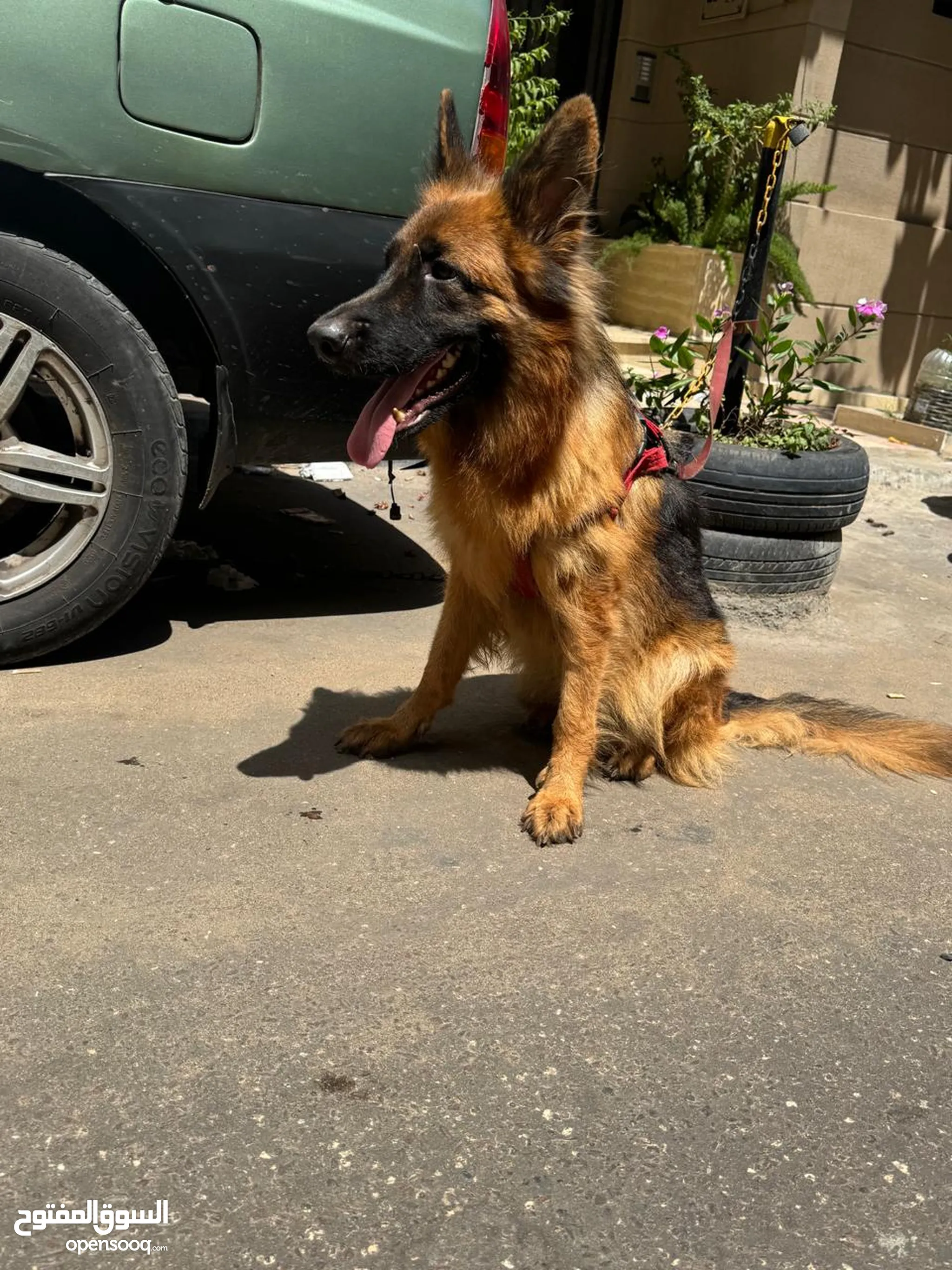 German Shepherds King Shepherd Olx German Shepherd Dogs For Sale
