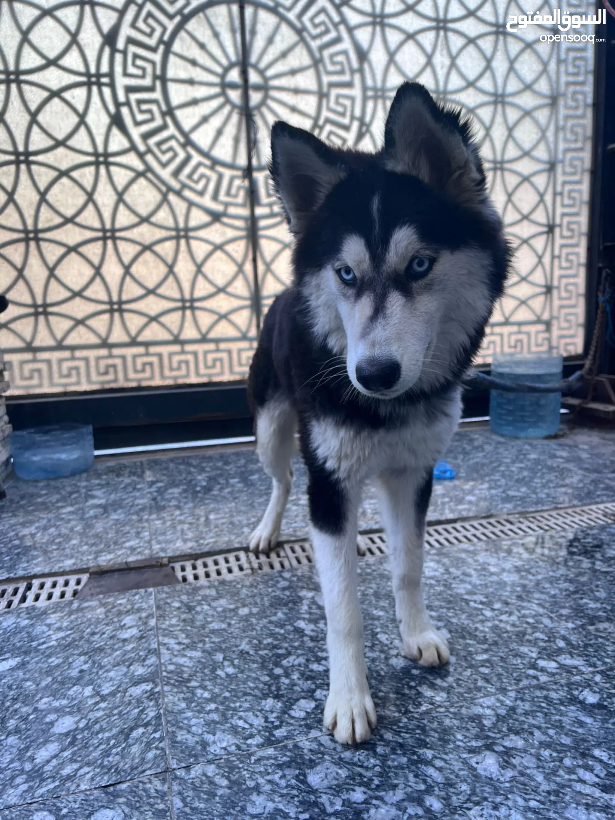 Husky Dogs For Sale Adoption in Iraq: Puppy: Best Prices OpenSooq