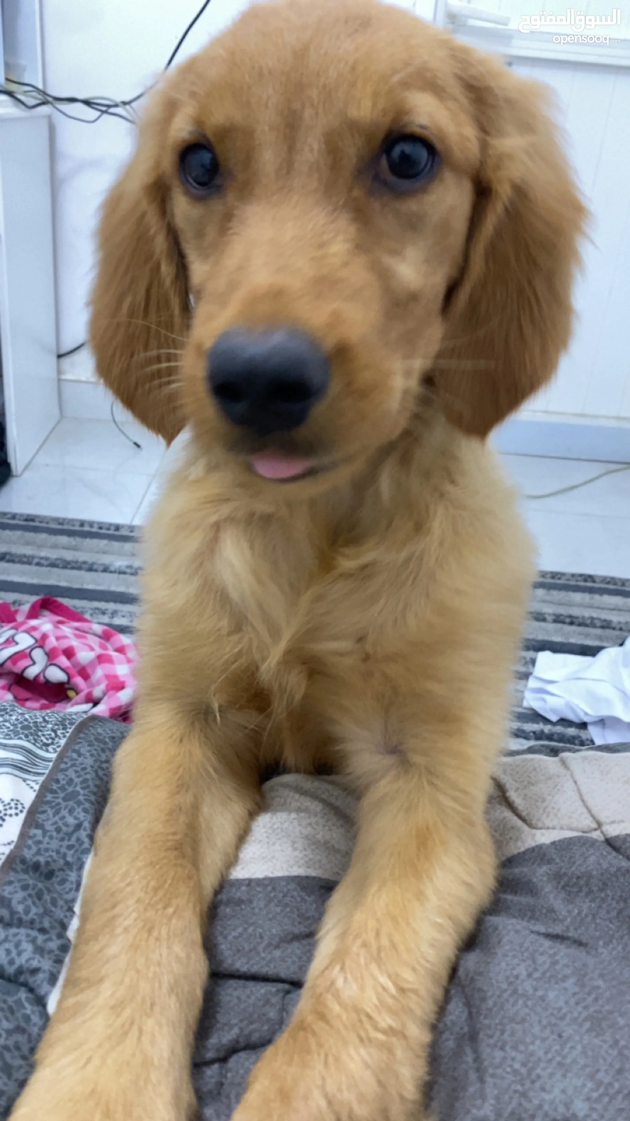 784f437a6d687ef8141903feb9927c