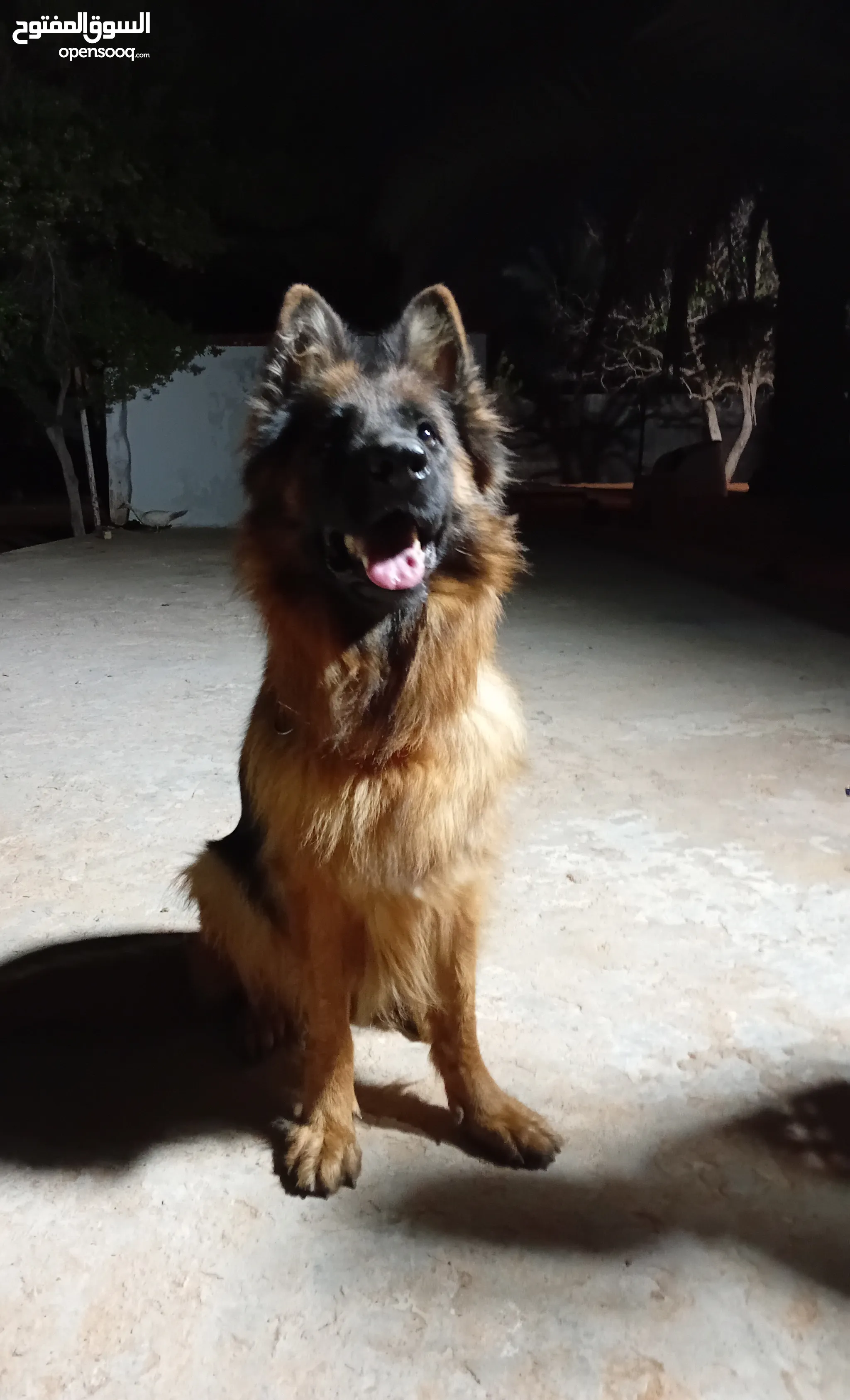 German Shepherds King Shepherd Olx German Shepherd Dogs For Sale