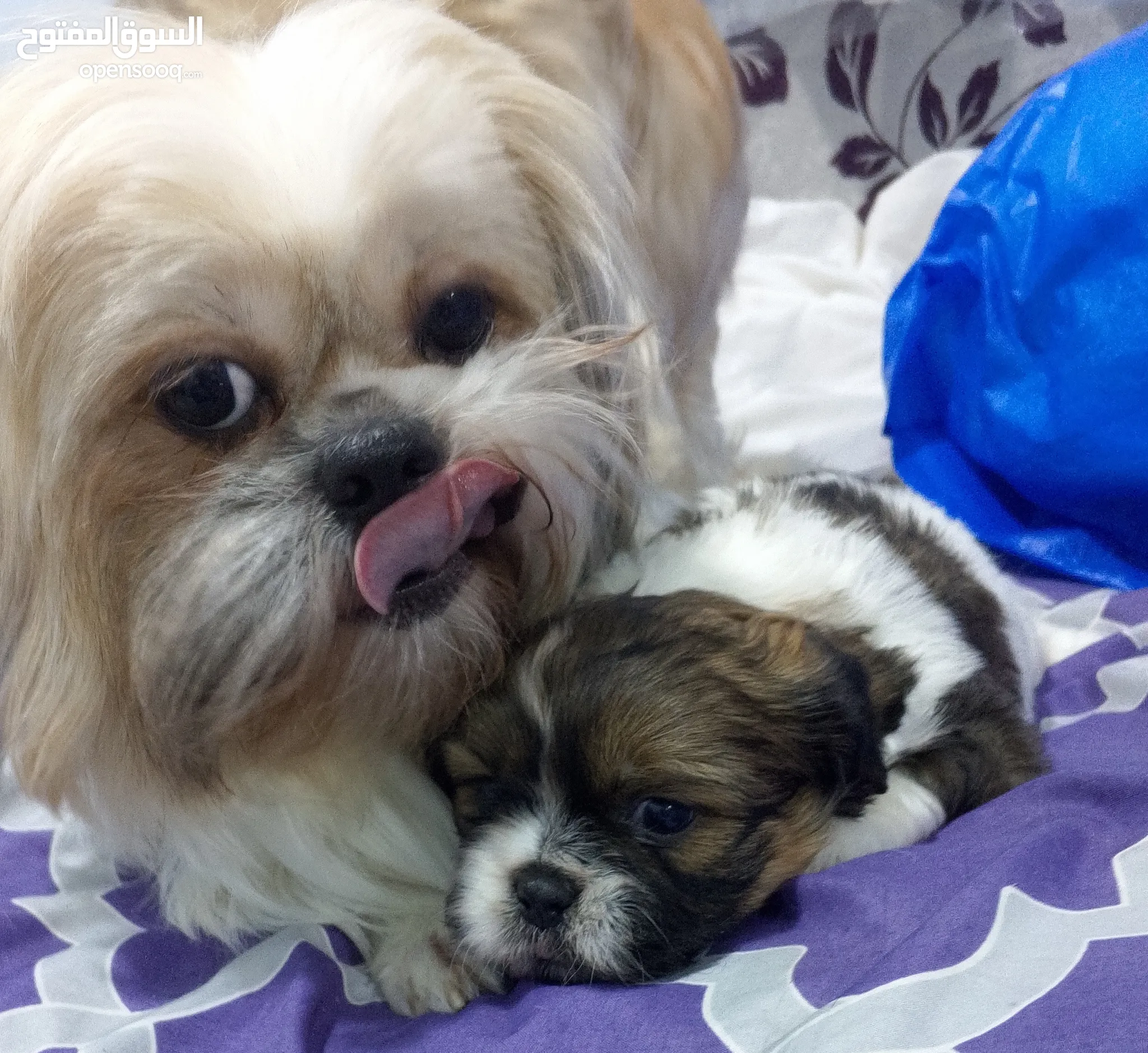 Shih Tzus Dogs For Sale Adoption in Kuwait: Puppy: Best Prices