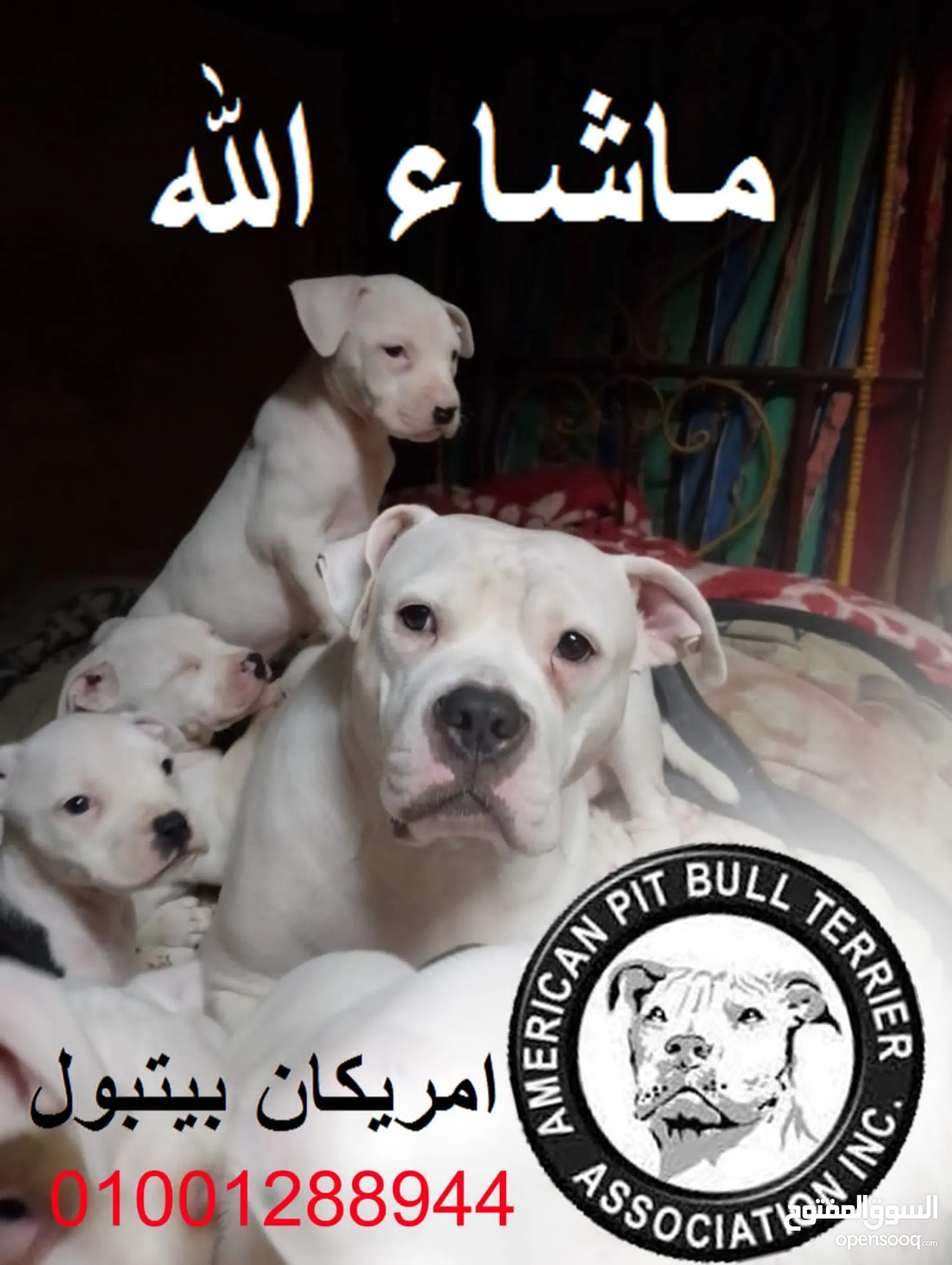 كلاب بيتبول للبيع او التبني في مصر : كلب بيتبول : افضل سعر | السوق المفتوح