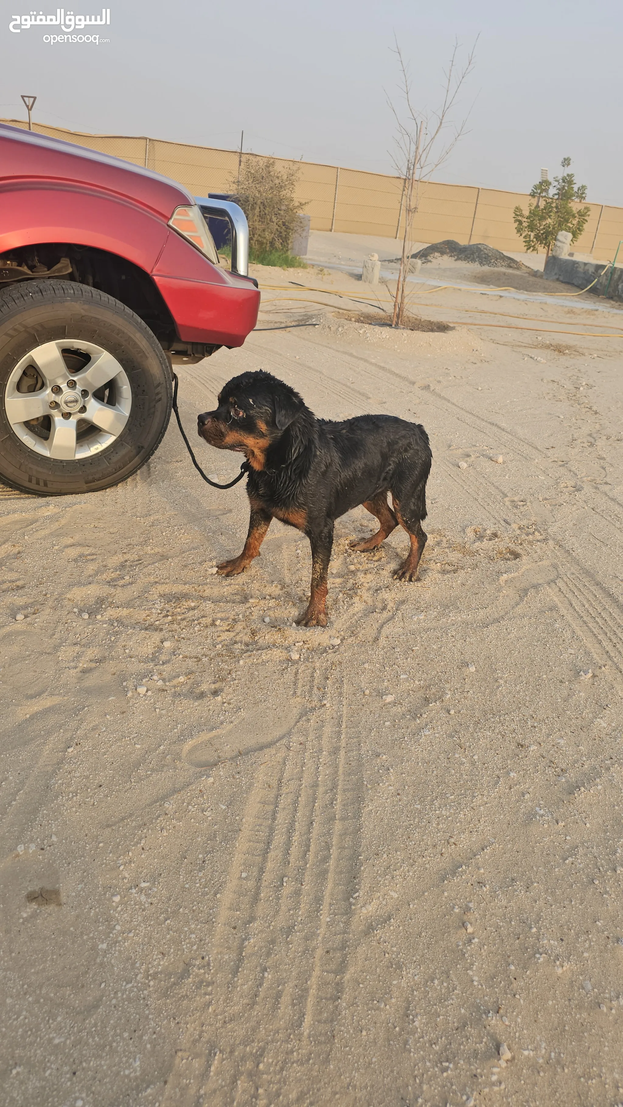 Rottweiler Dogs for Adoption in UAE All Ages Puppies OpenSooq