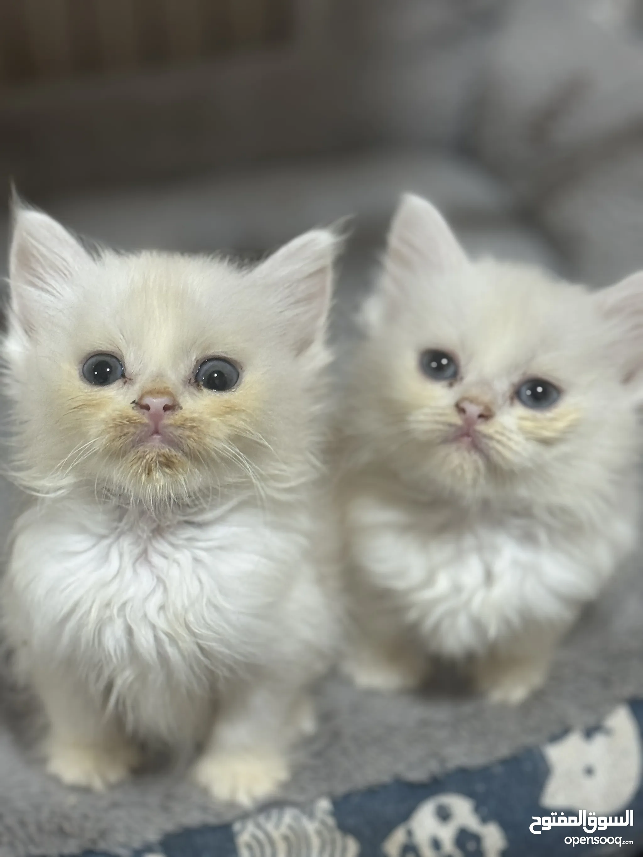 Baby Cats White Kittens For Free Near Me Fluffy Kittens For Free
