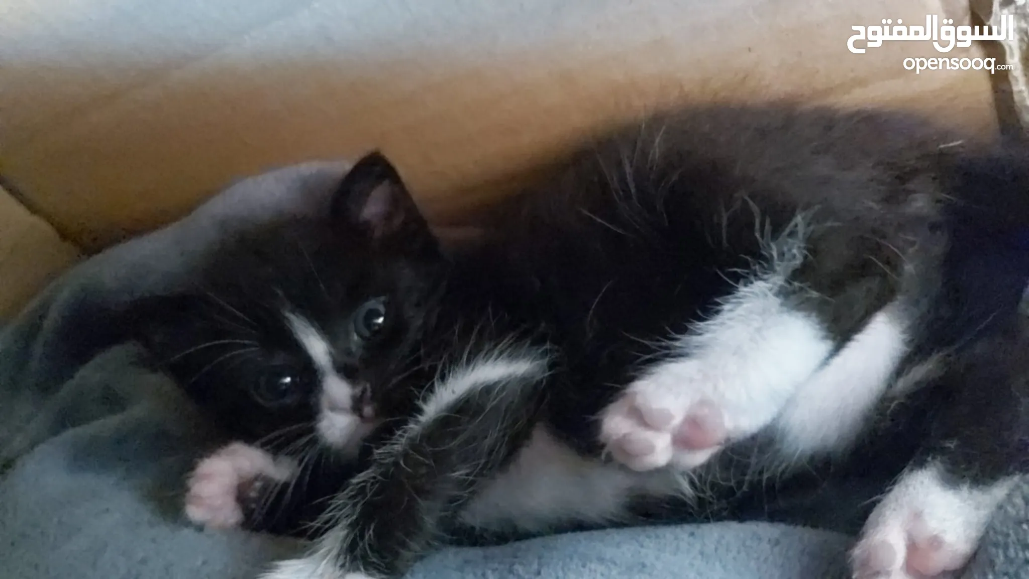 Other Cats For Sale Adoption in Amman: Kitten Best Prices