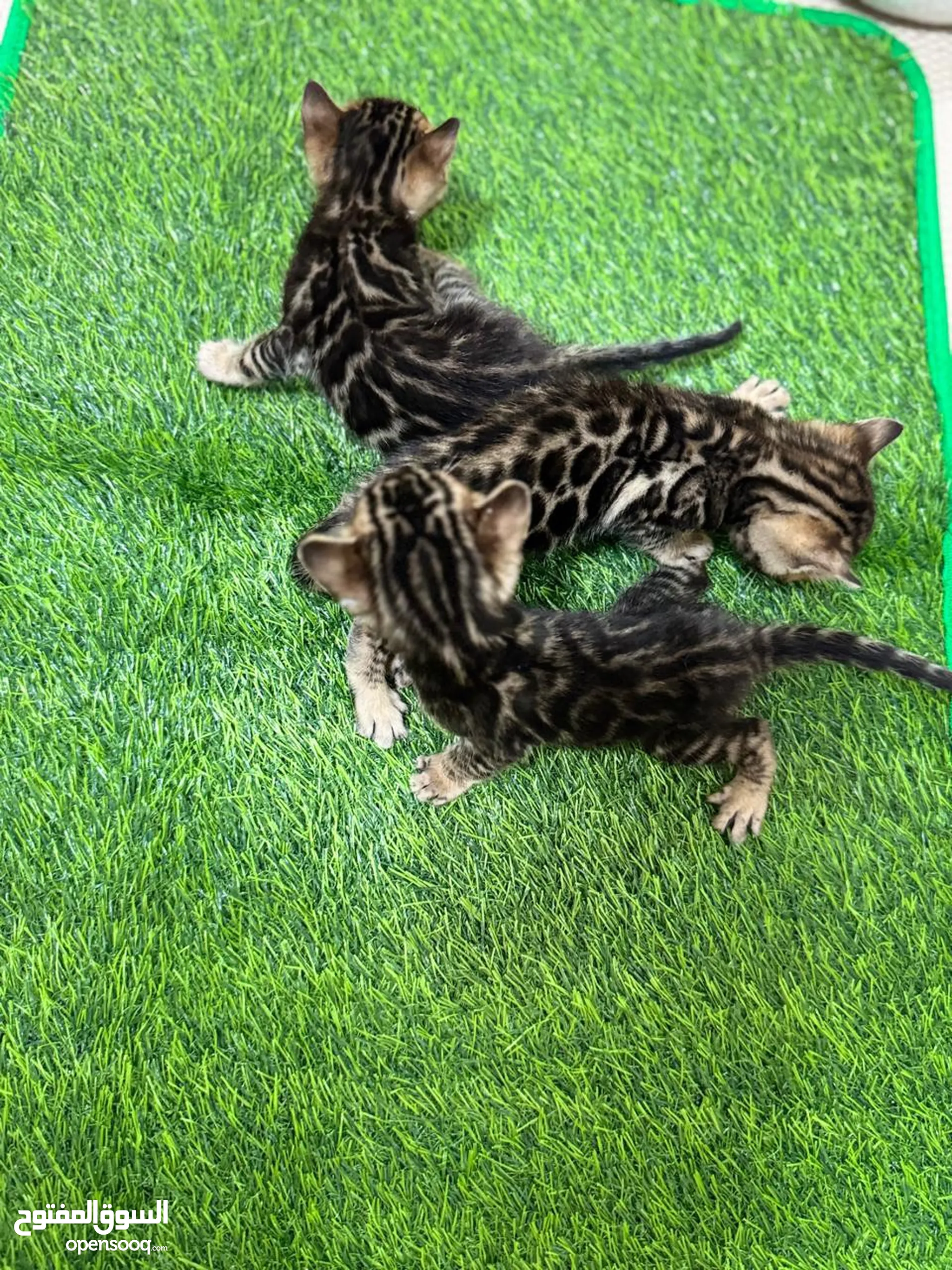 Cats for Adoption in UAE Himalayan Cats Scottish Cats OpenSooq - Main Image