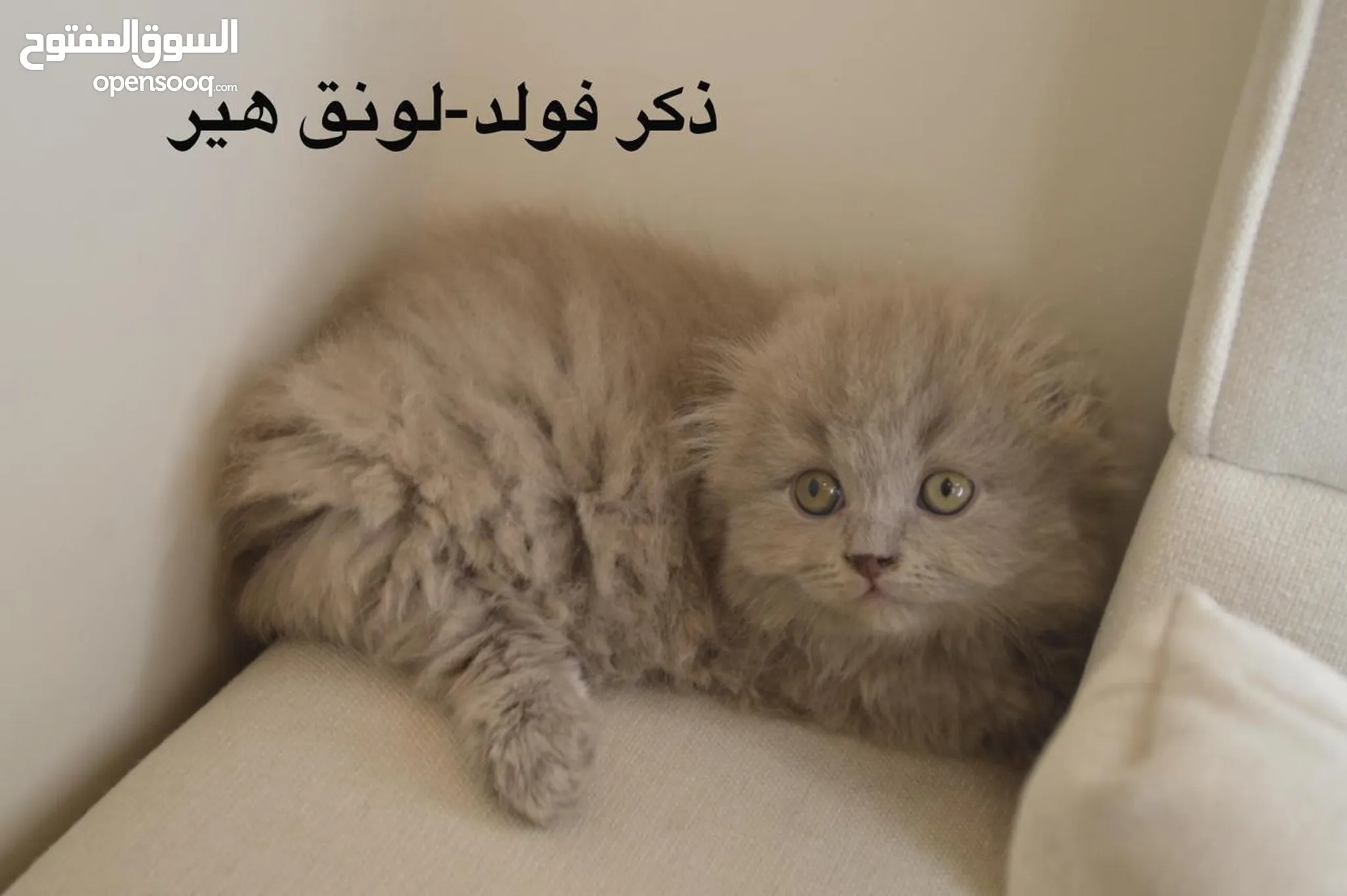 قطط للبيع وللتبني : قطط صغيرة : قطط شيرازي : قطط فرعونية : اسعار قطط في  الرياض | السوق المفتوح