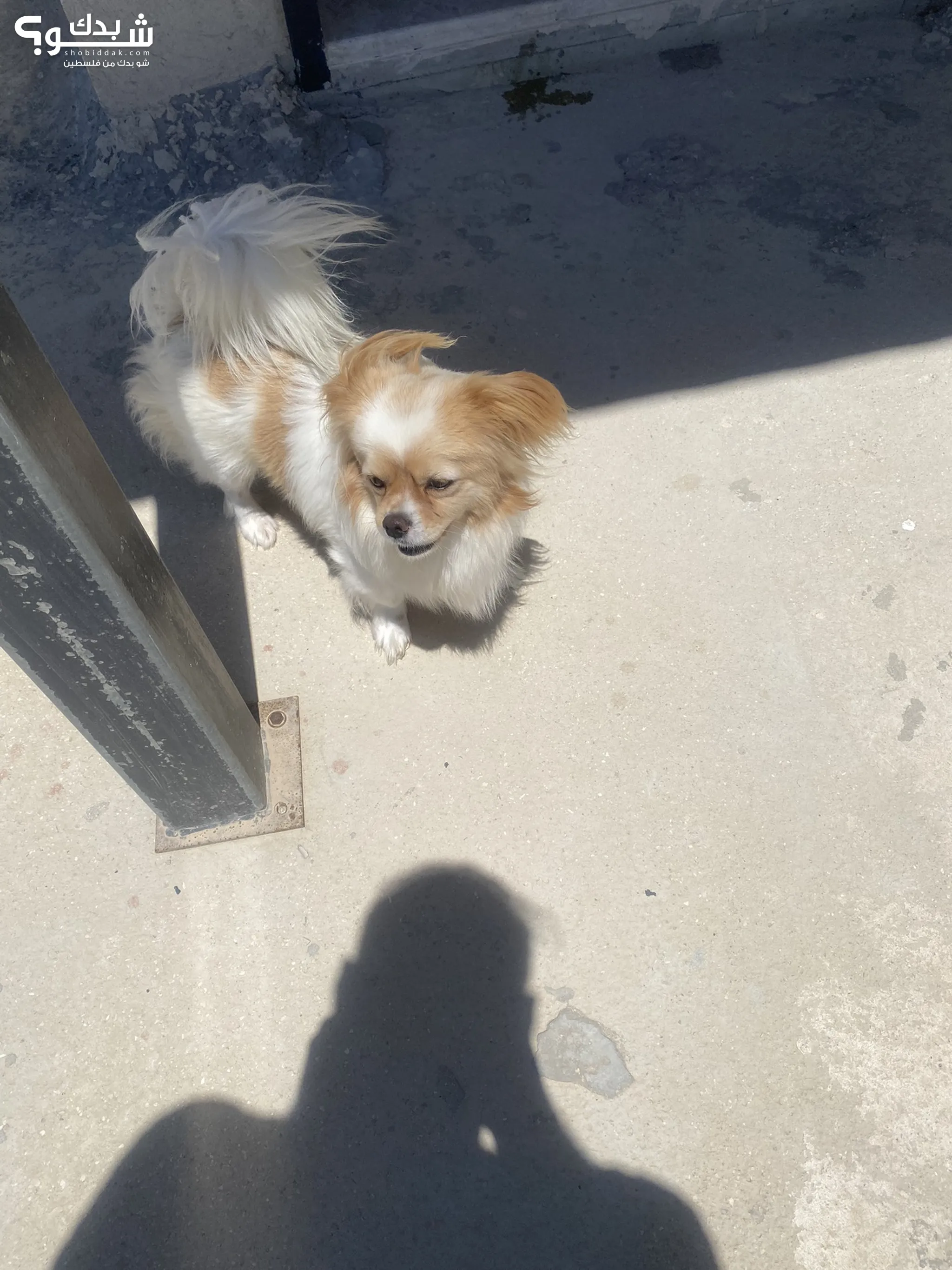 Dogs for Sale : Puppies for Adoption in Nablus : Buy with Best Prices |  ShoBiddak