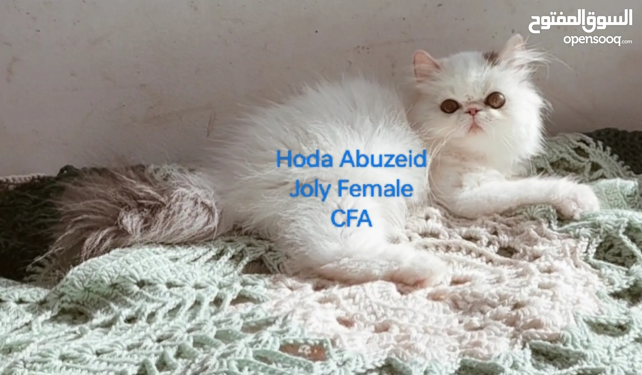 Cats for Sale Kitten for Adoption in Alexandria Buy with Best