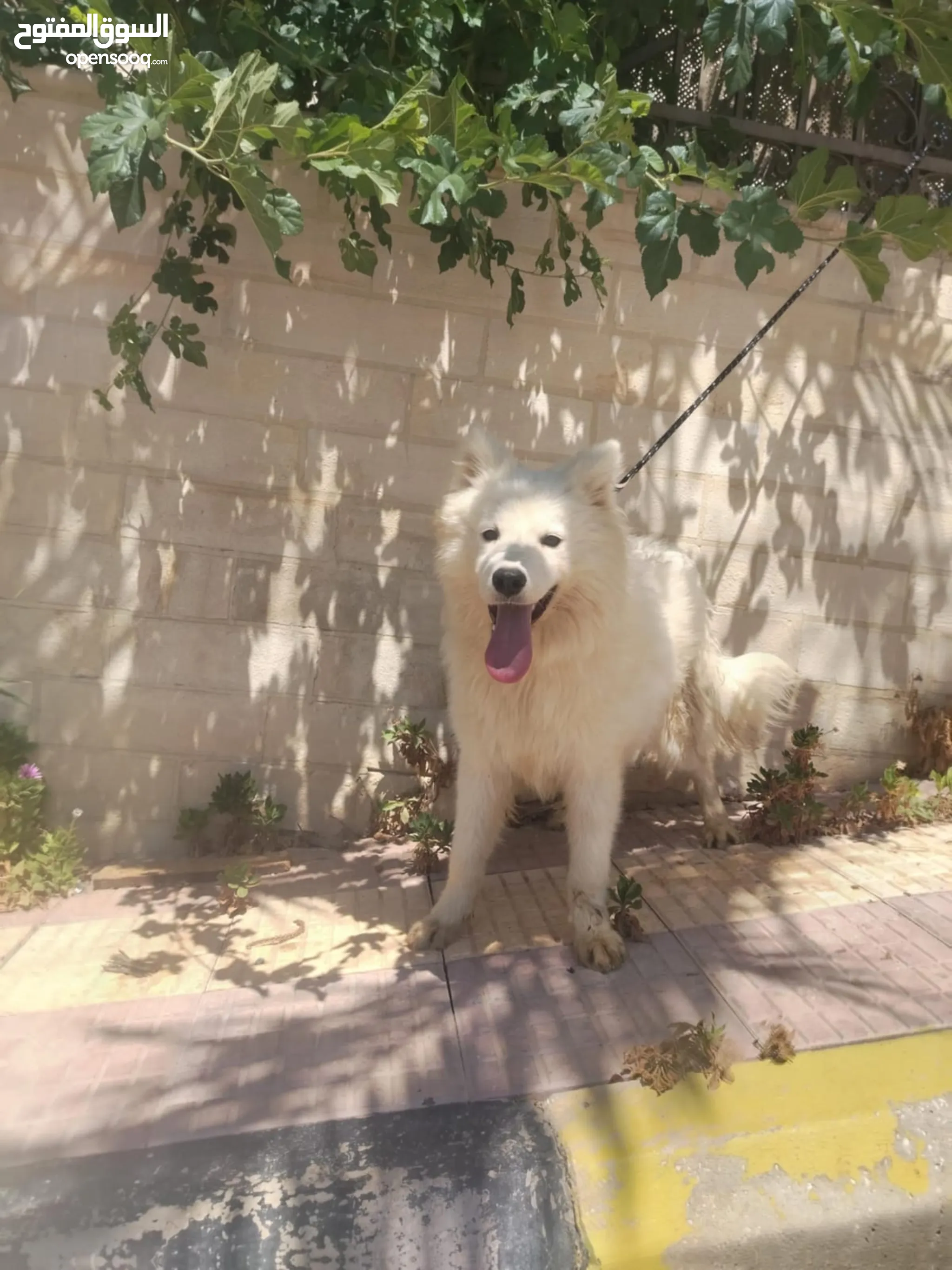 Other Dogs For Sale Adoption in Jordan: Puppy: Best Prices
