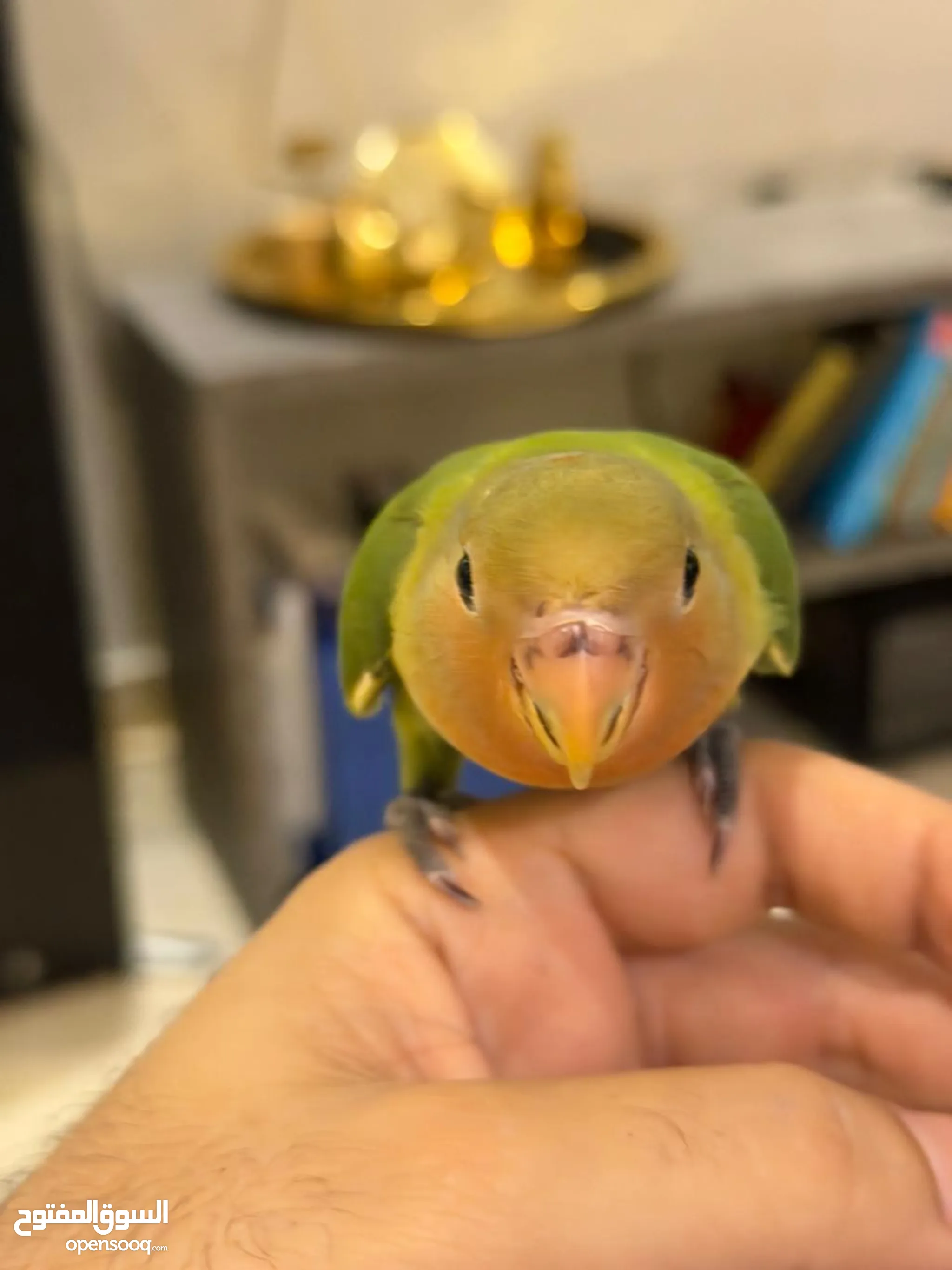 Parrots for Sale Baby Parrots and Chicks in Jeddah Buy with