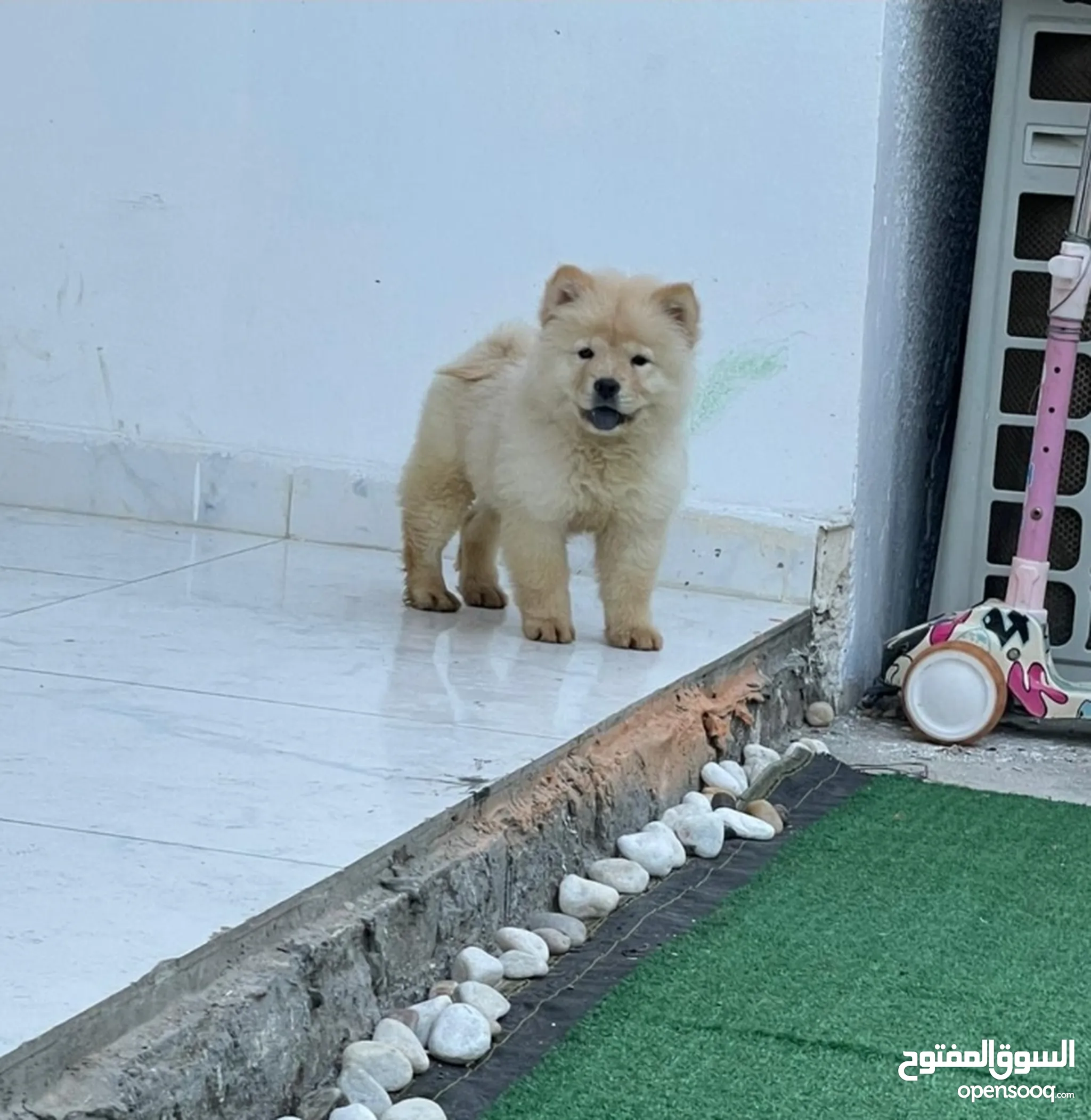 Chow Chow Dogs for Adoption in UAE All Ages Puppies OpenSooq