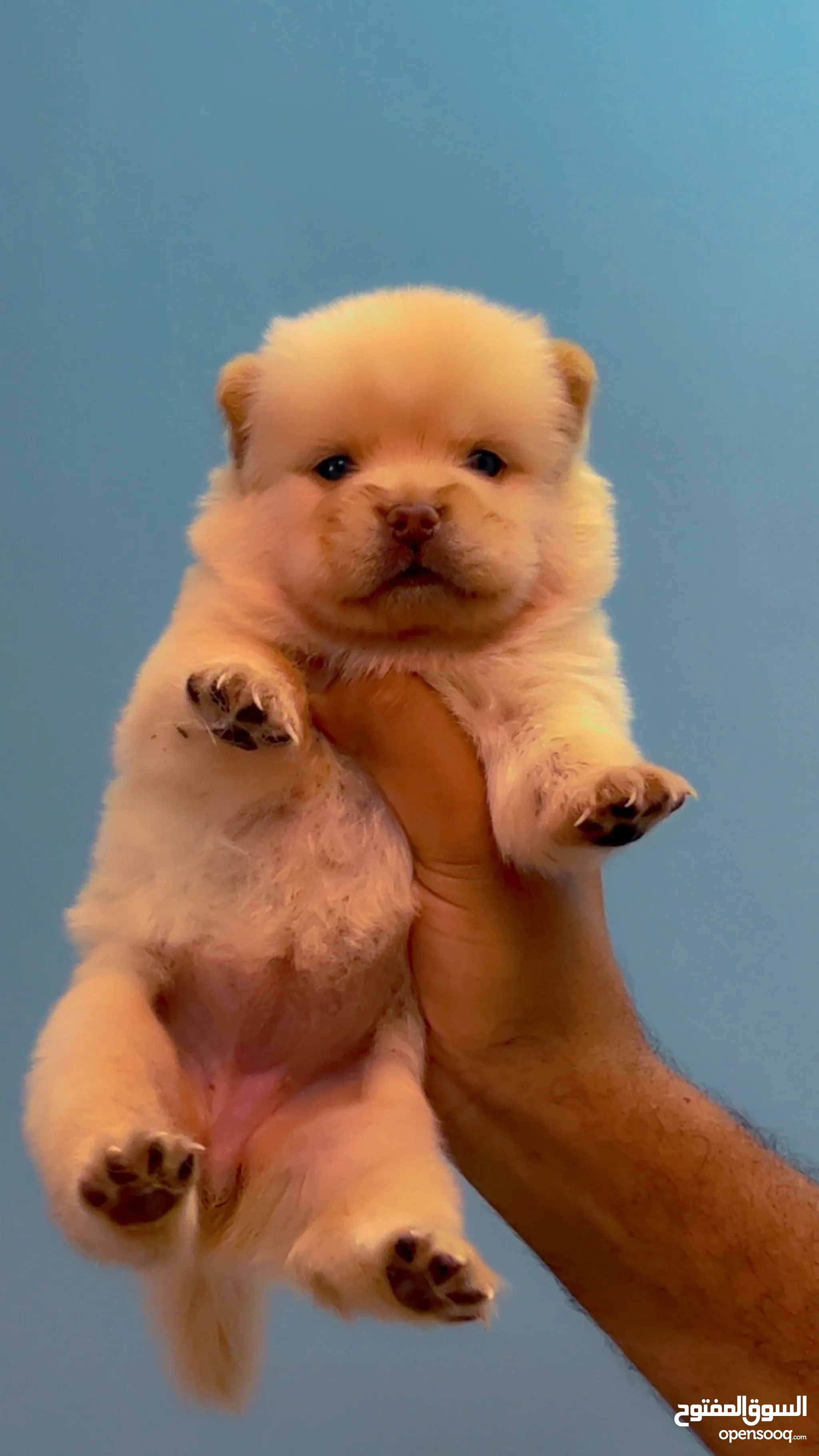 Chow Chow Dogs For Sale Adoption in Saudi Arabia: Puppy: Best