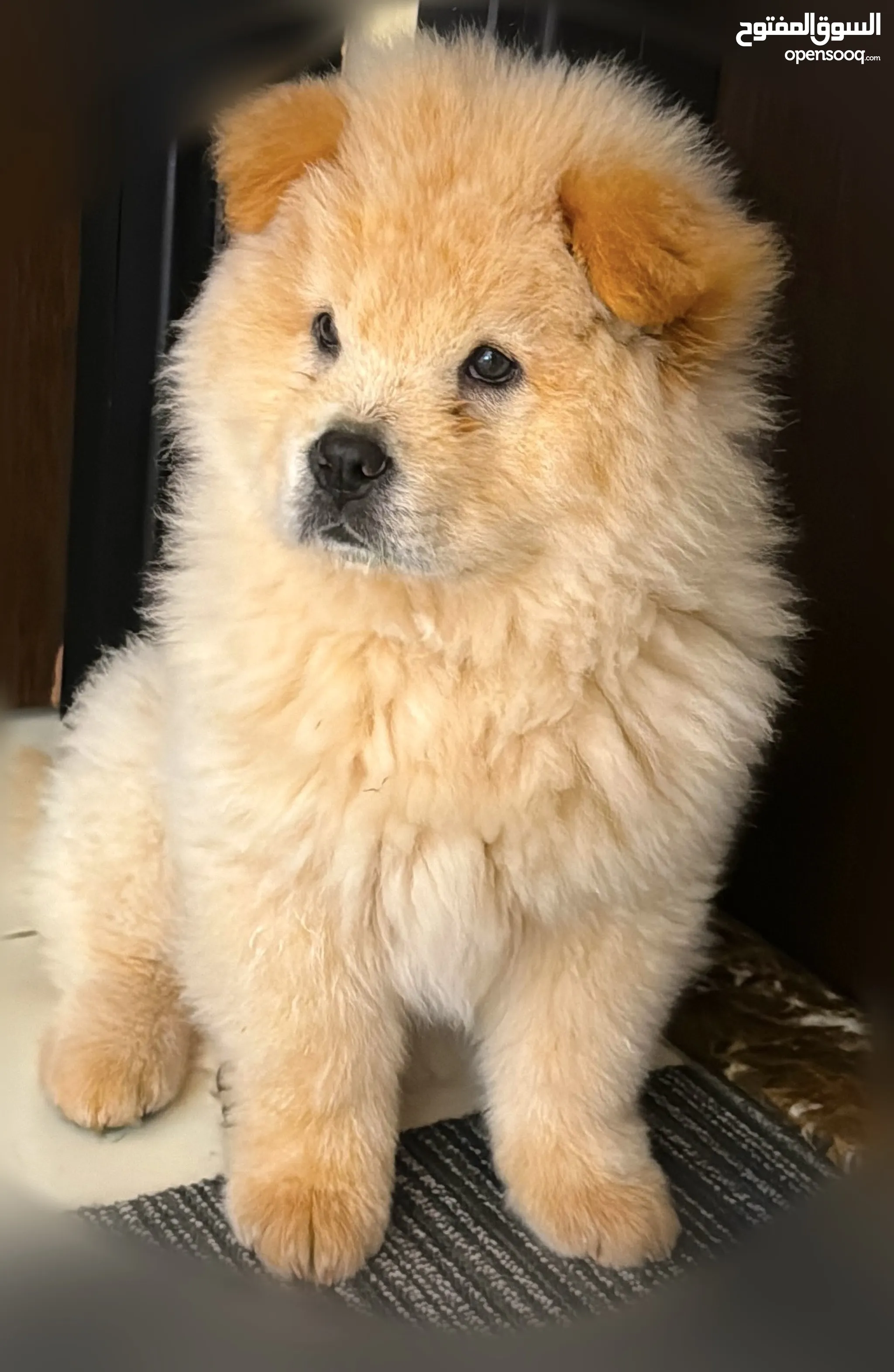 Panda chow chow puppies shop for sale near me
