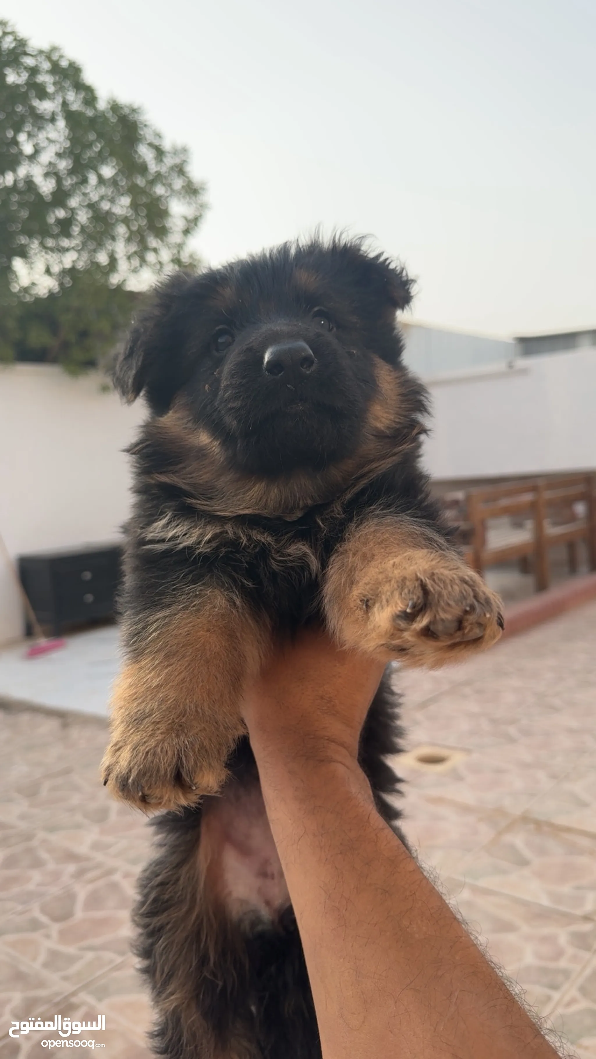 Faisalabad Olx Siberian Husky Puppies For Sale Olx Animali