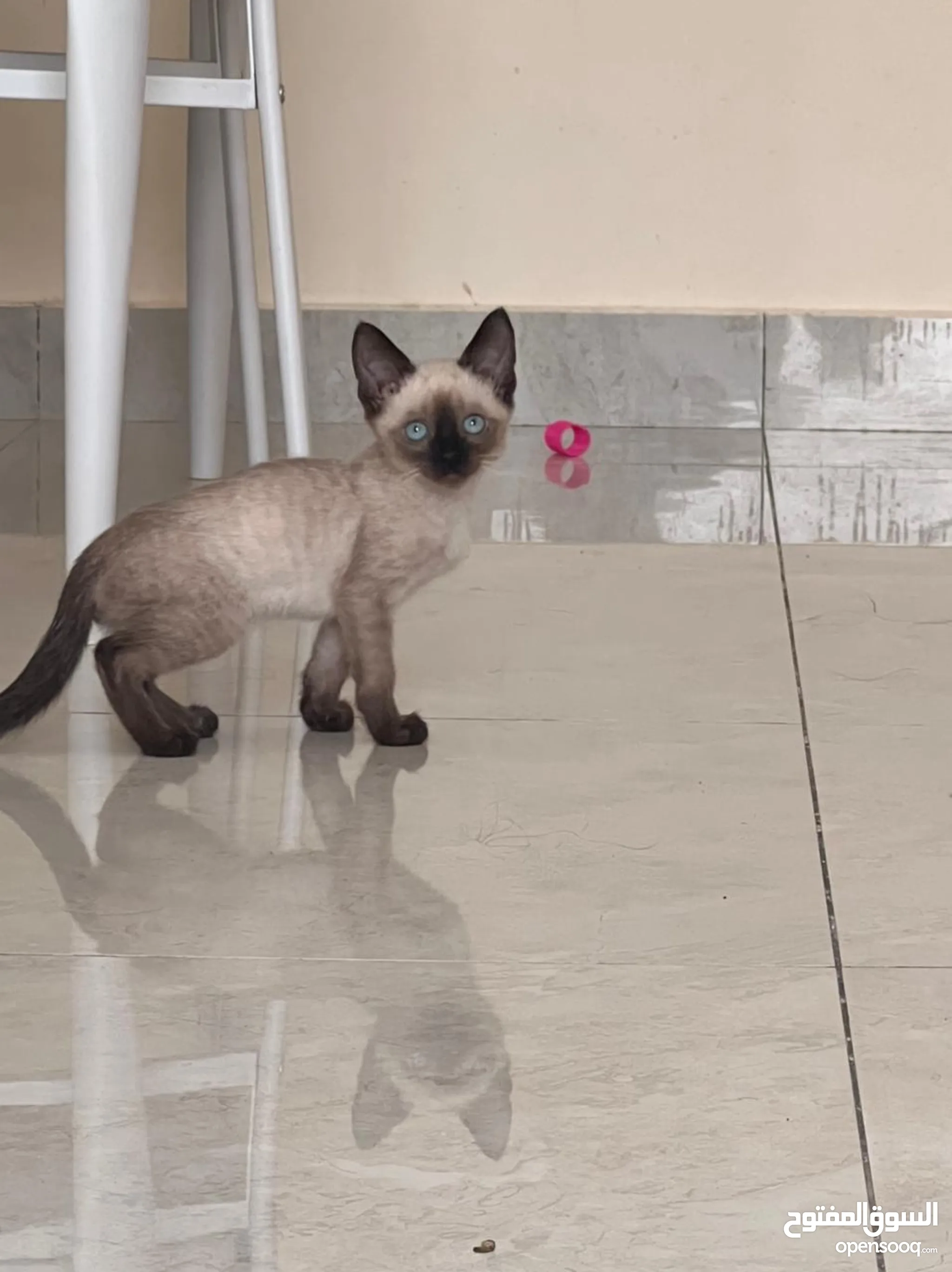 قطط سيامي للتبني في الإمارات: جميع الأعمار : قطط صغيرة | السوق المفتوح