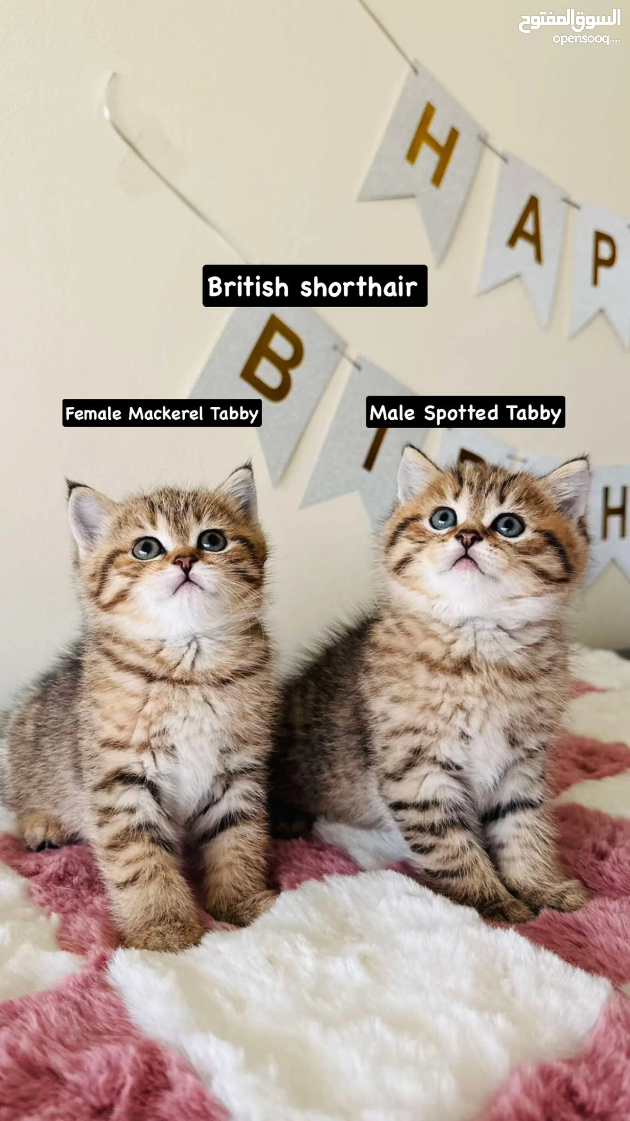 Black Cat Adoption Free Female Kittens Near Me 149+ Thousand