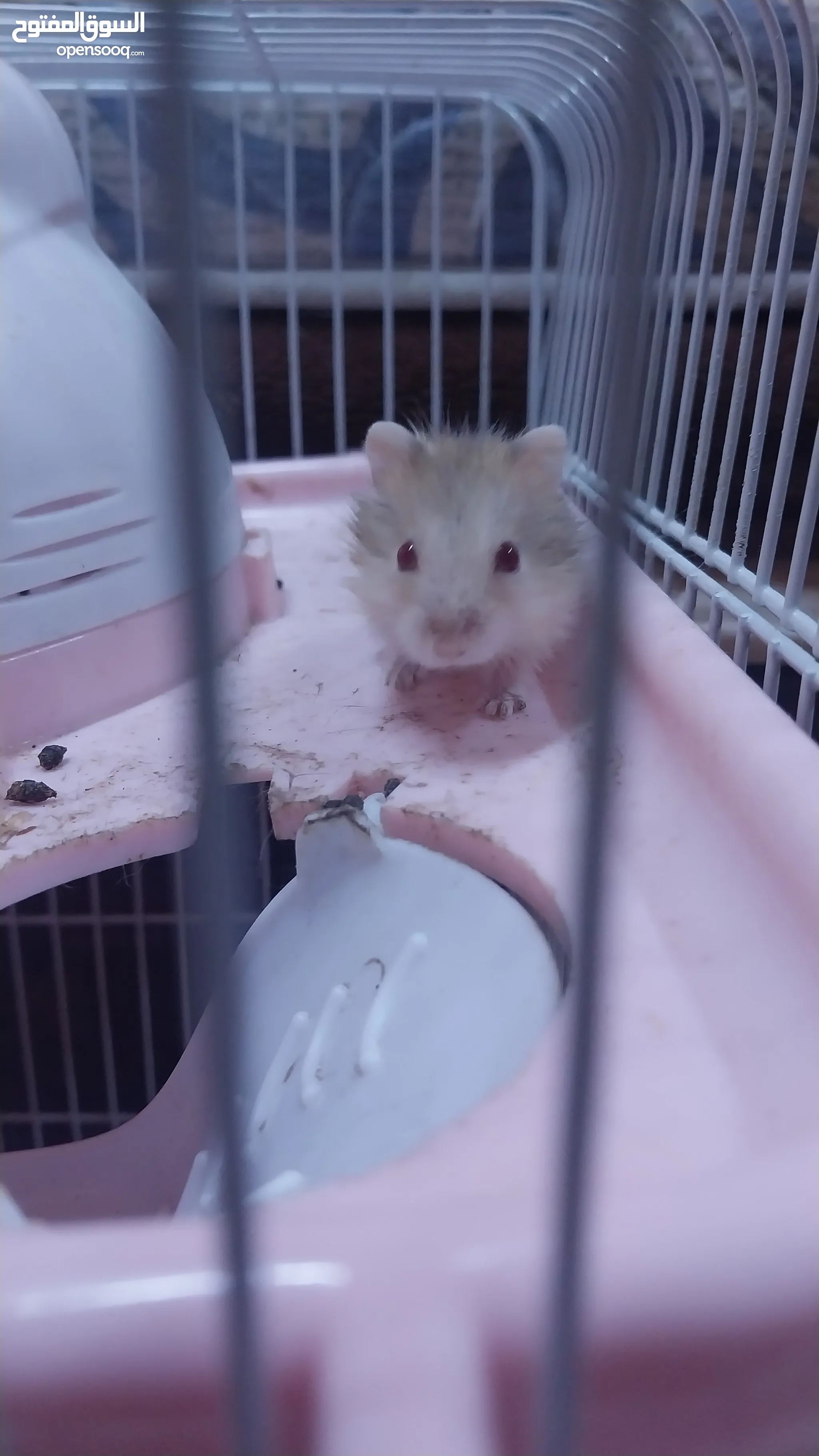 Hamster Care Real Live Hamsters For Sale Long Hair Syrian Hamster