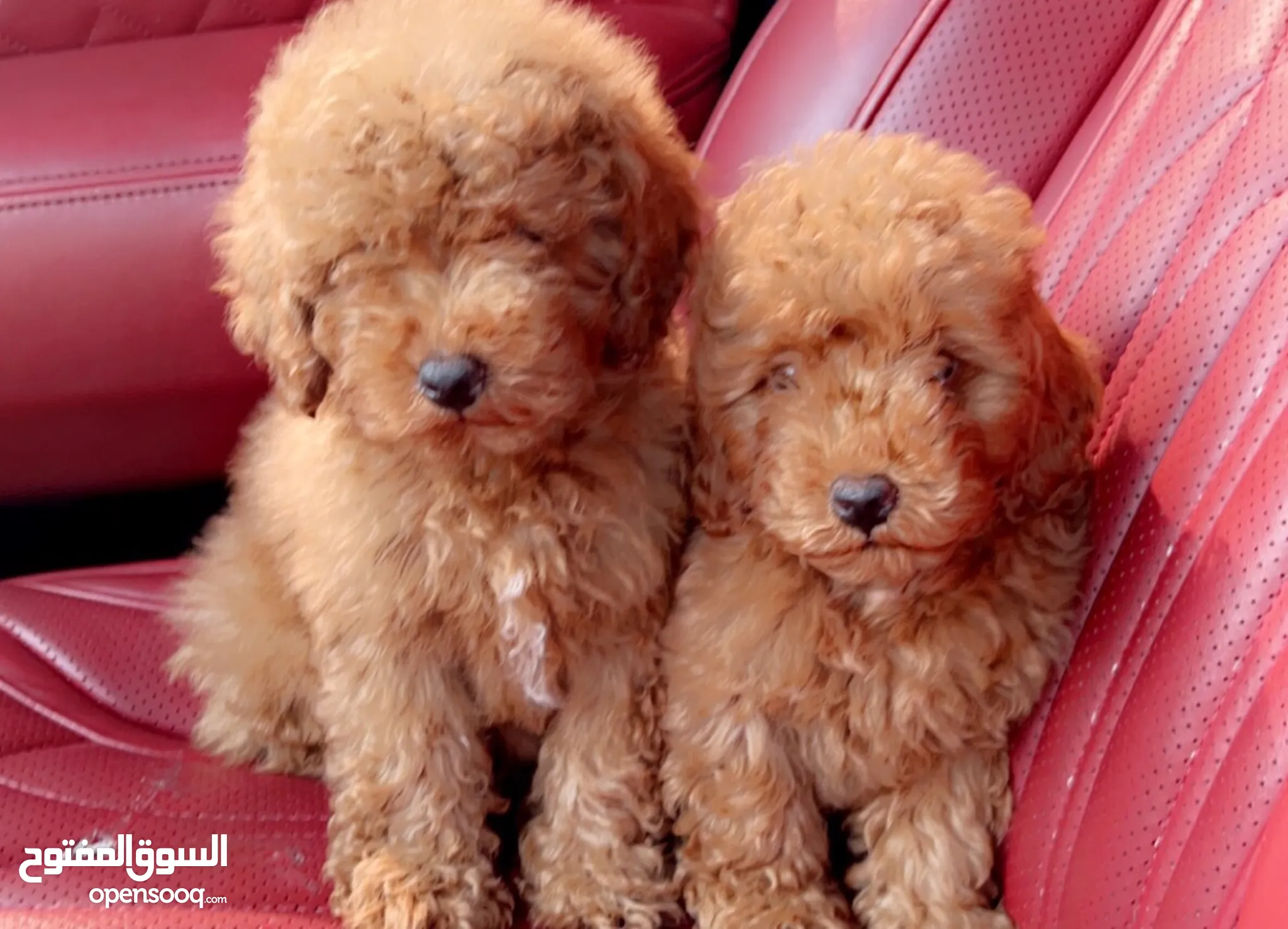 كلاب بودل للتبني في الإمارات : جميع الأعمار : كلاب صغيرة | السوق المفتوح