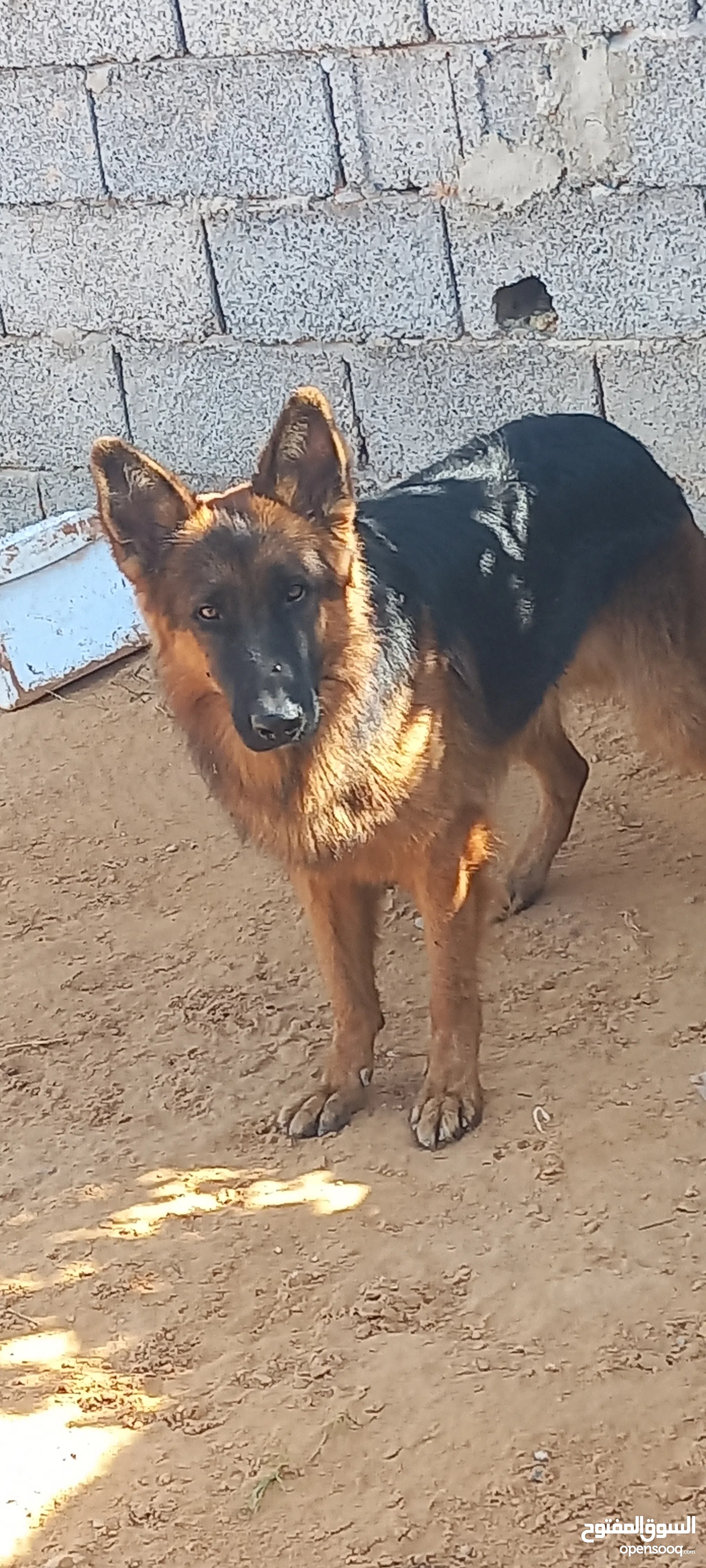 German Shepherd Dogs For Sale Adoption in Libya: Puppy: Best