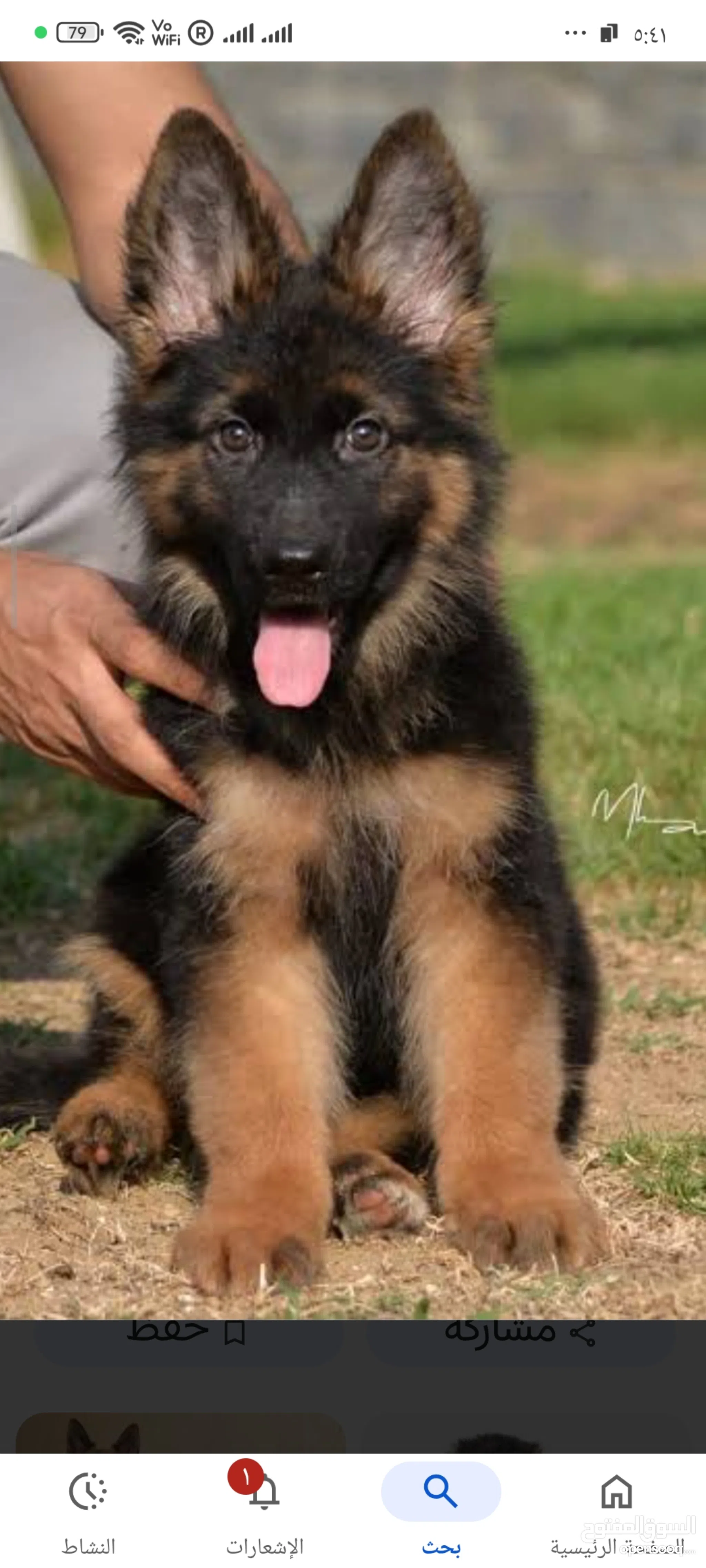 Dogs for Sale : Puppies for Adoption in Egypt : Buy with Best Prices |  OpenSooq