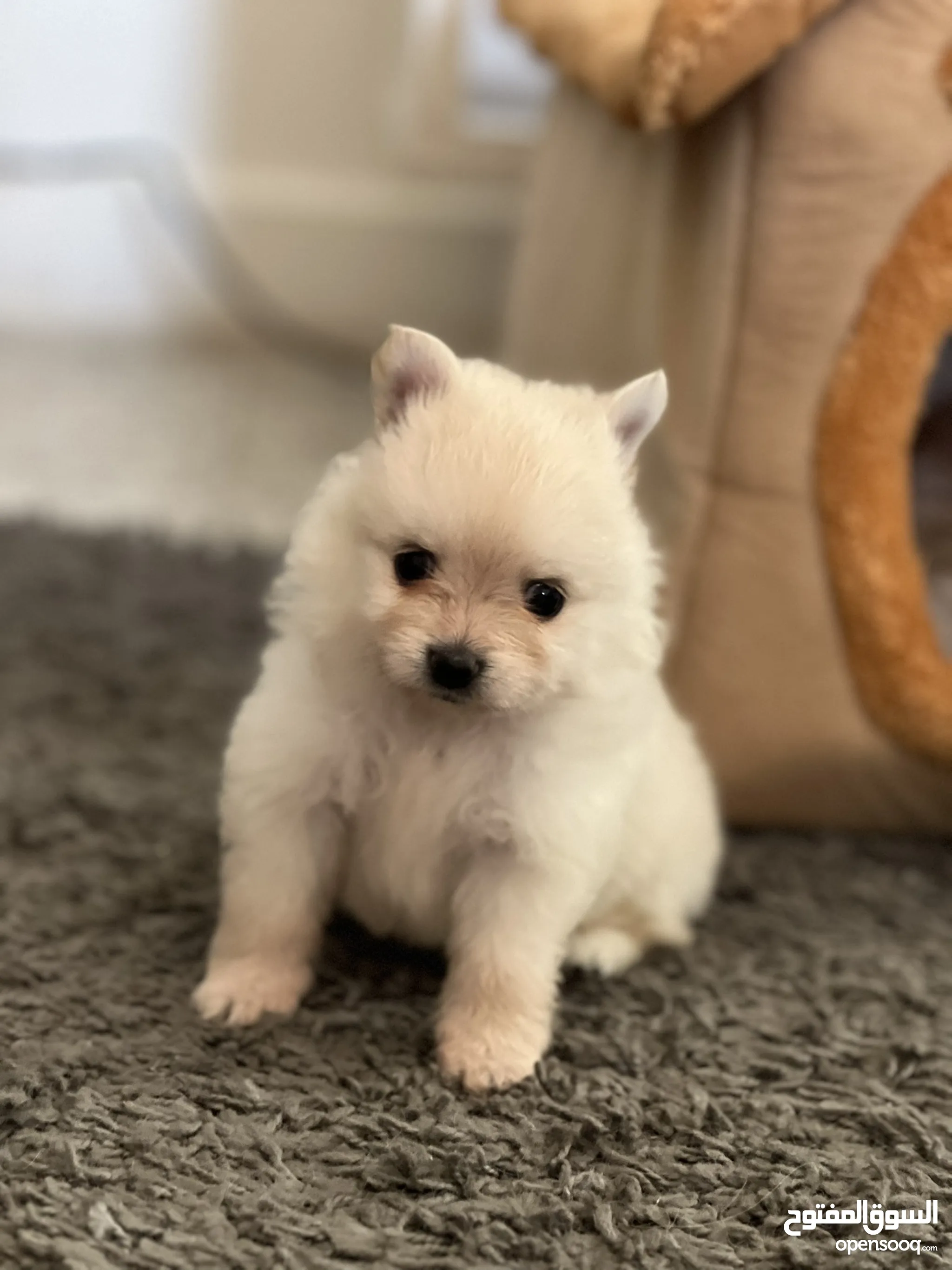 Cheap Puppies Cute Dogs For Sale Dogs For Sale Puppies For