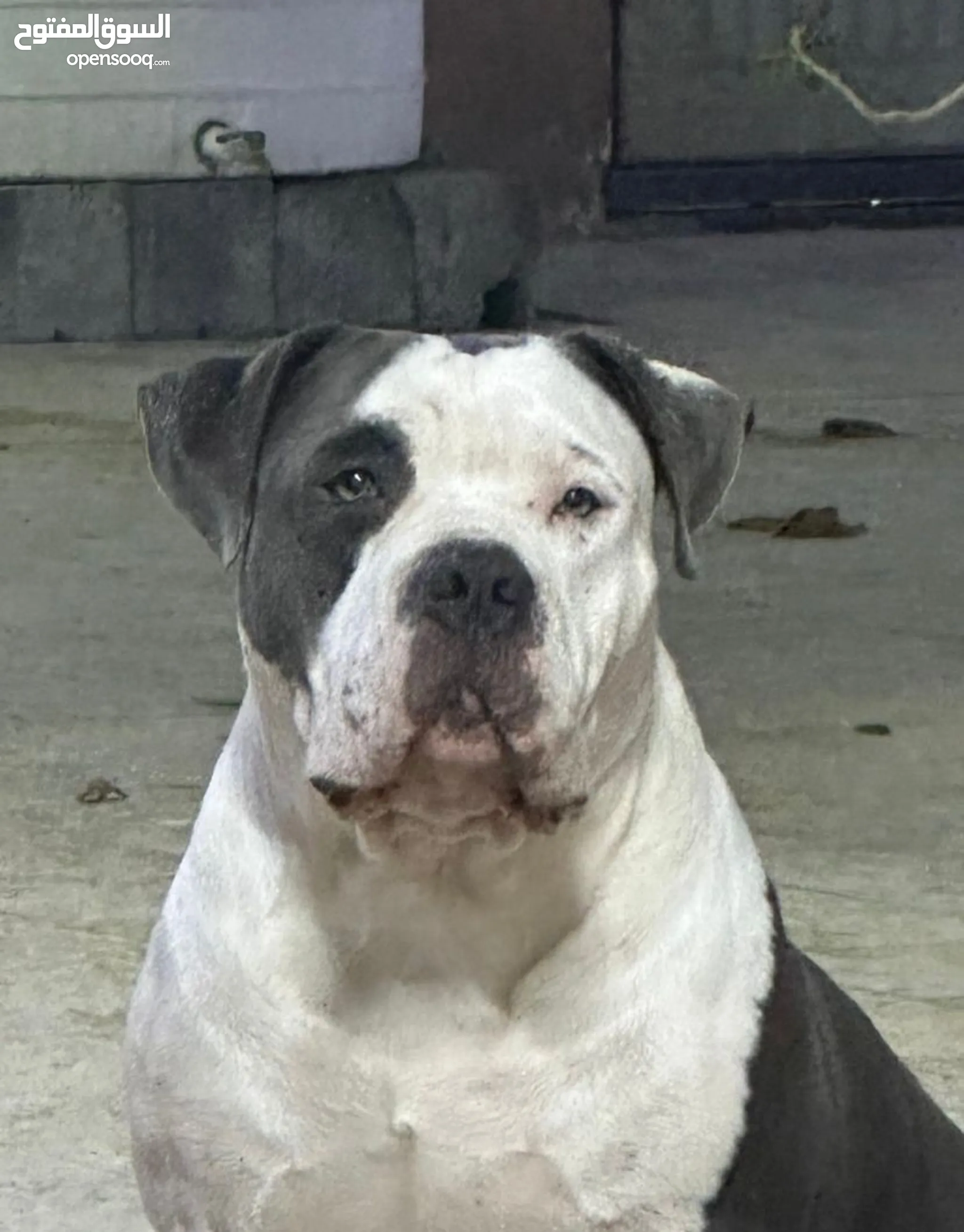 Pitbull Dogs for Adoption in UAE All Ages Puppies OpenSooq