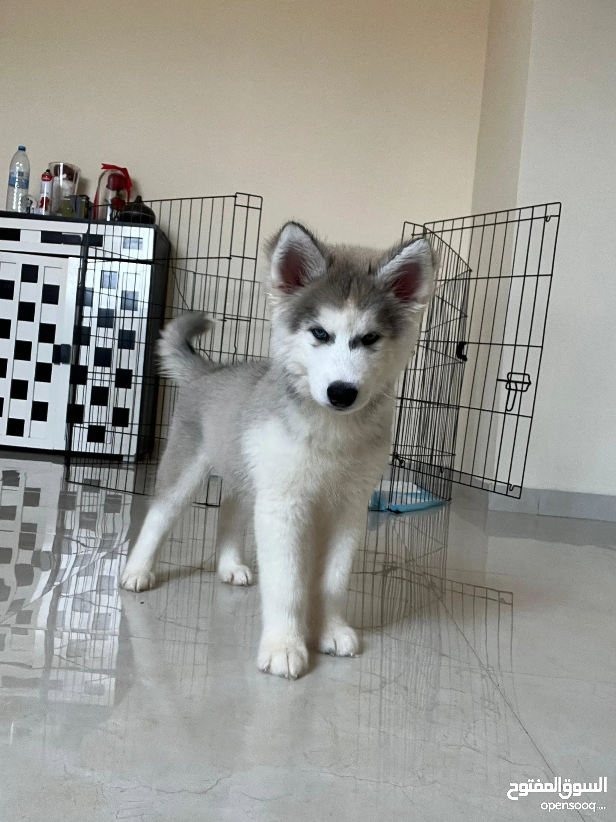 Dog Price Amazing Siberian Husky Farm Husky Dogs For Adoption In
