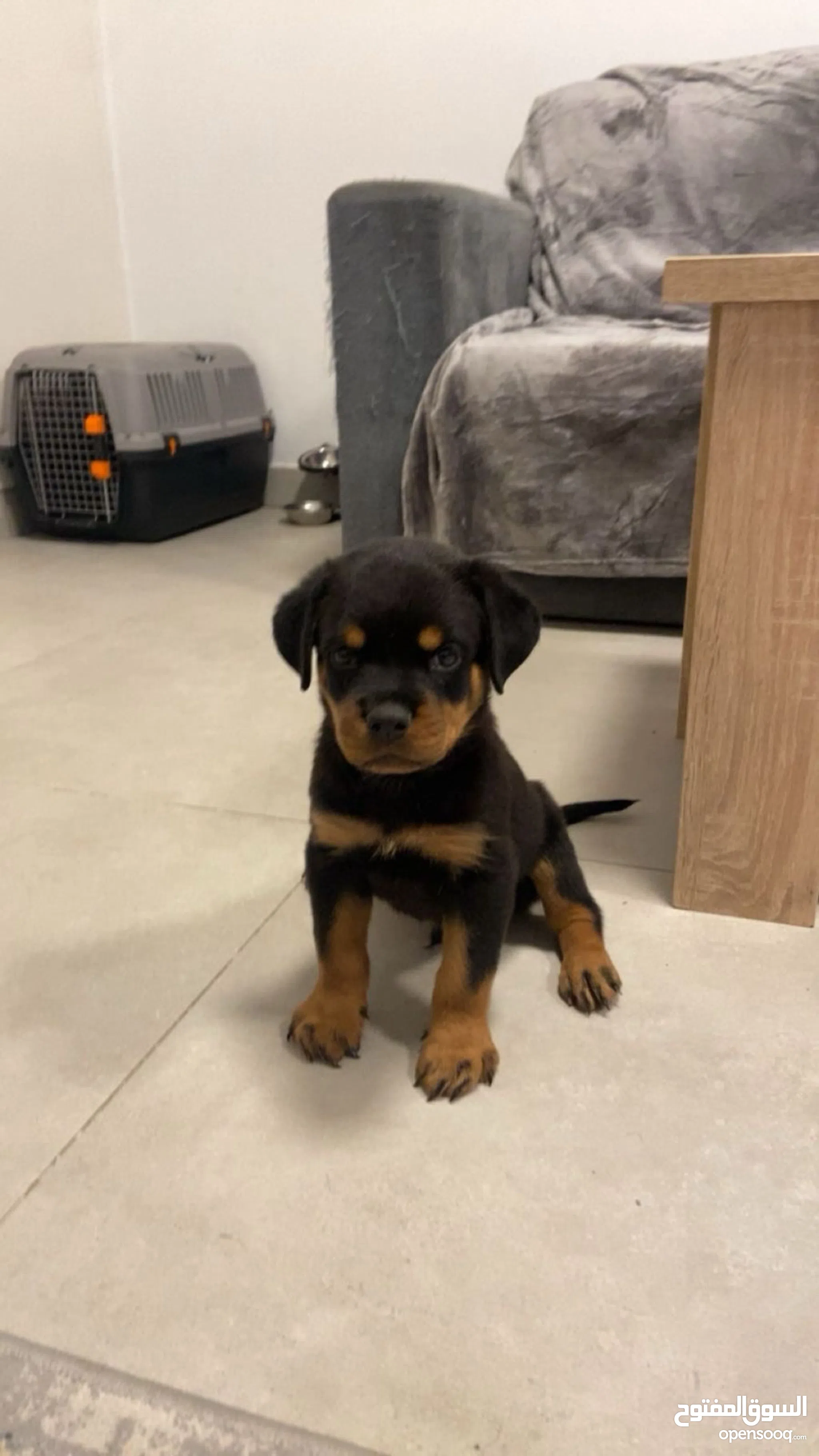 Rottweiler Dogs for Adoption in UAE All Ages Puppies OpenSooq