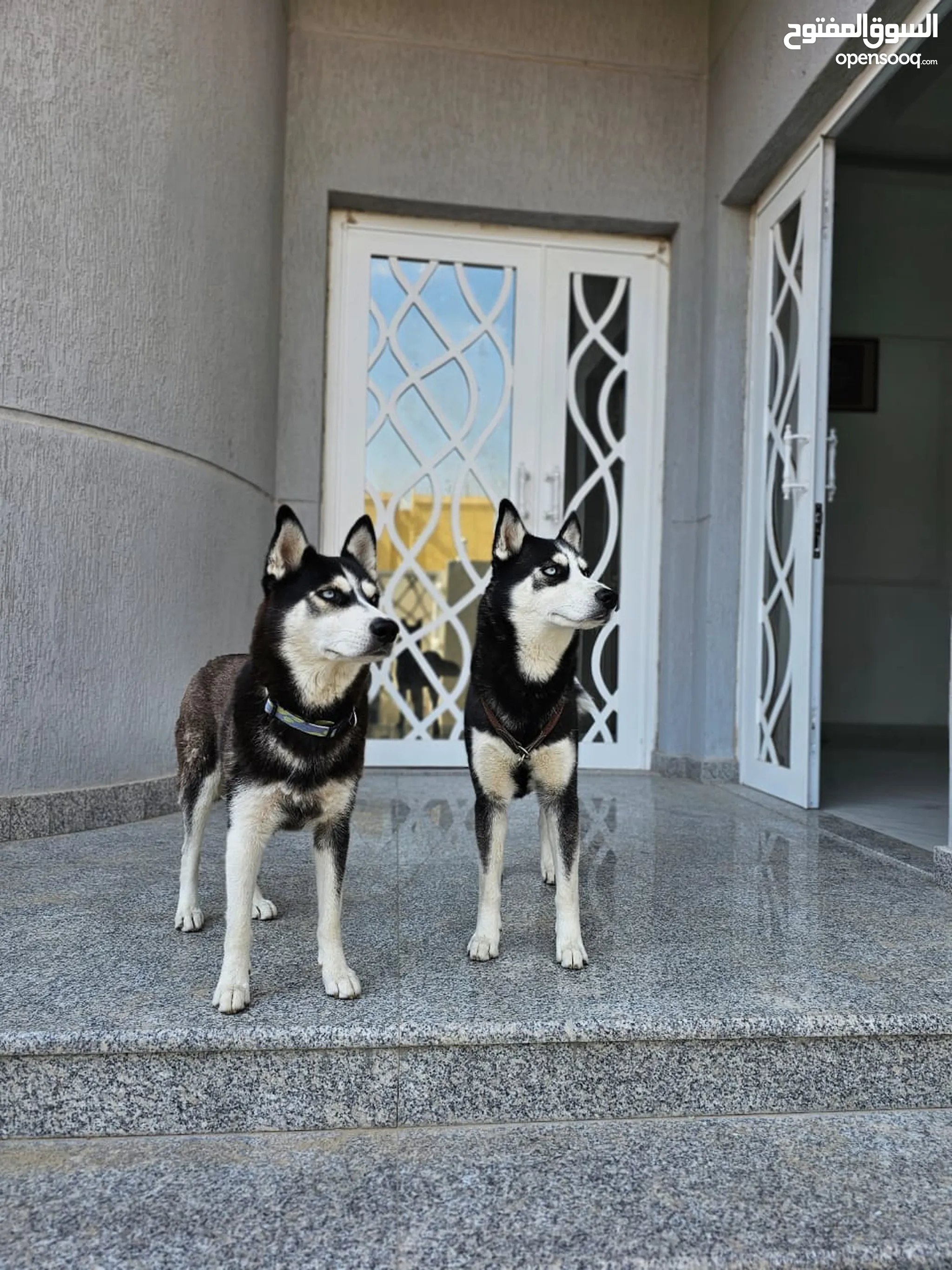 كلاب هاسكي للتبني في الإمارات : جميع الأعمار : كلاب صغيرة | السوق المفتوح