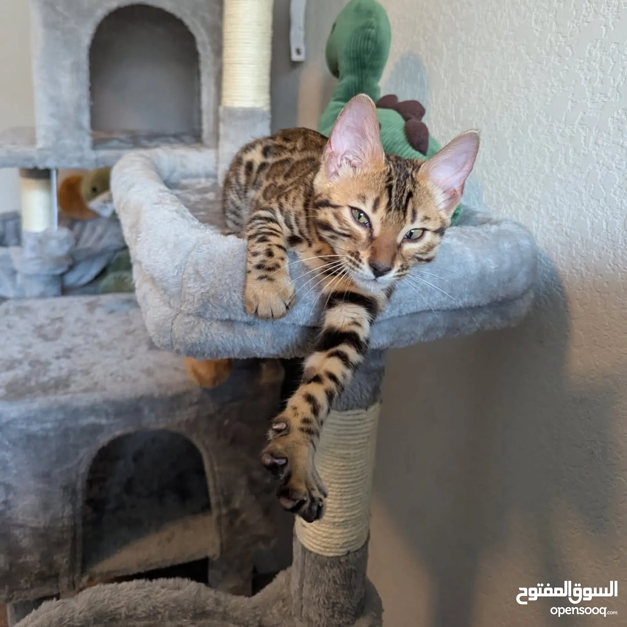 Bengal Cats for Adoption in UAE All Ages Kittens OpenSooq