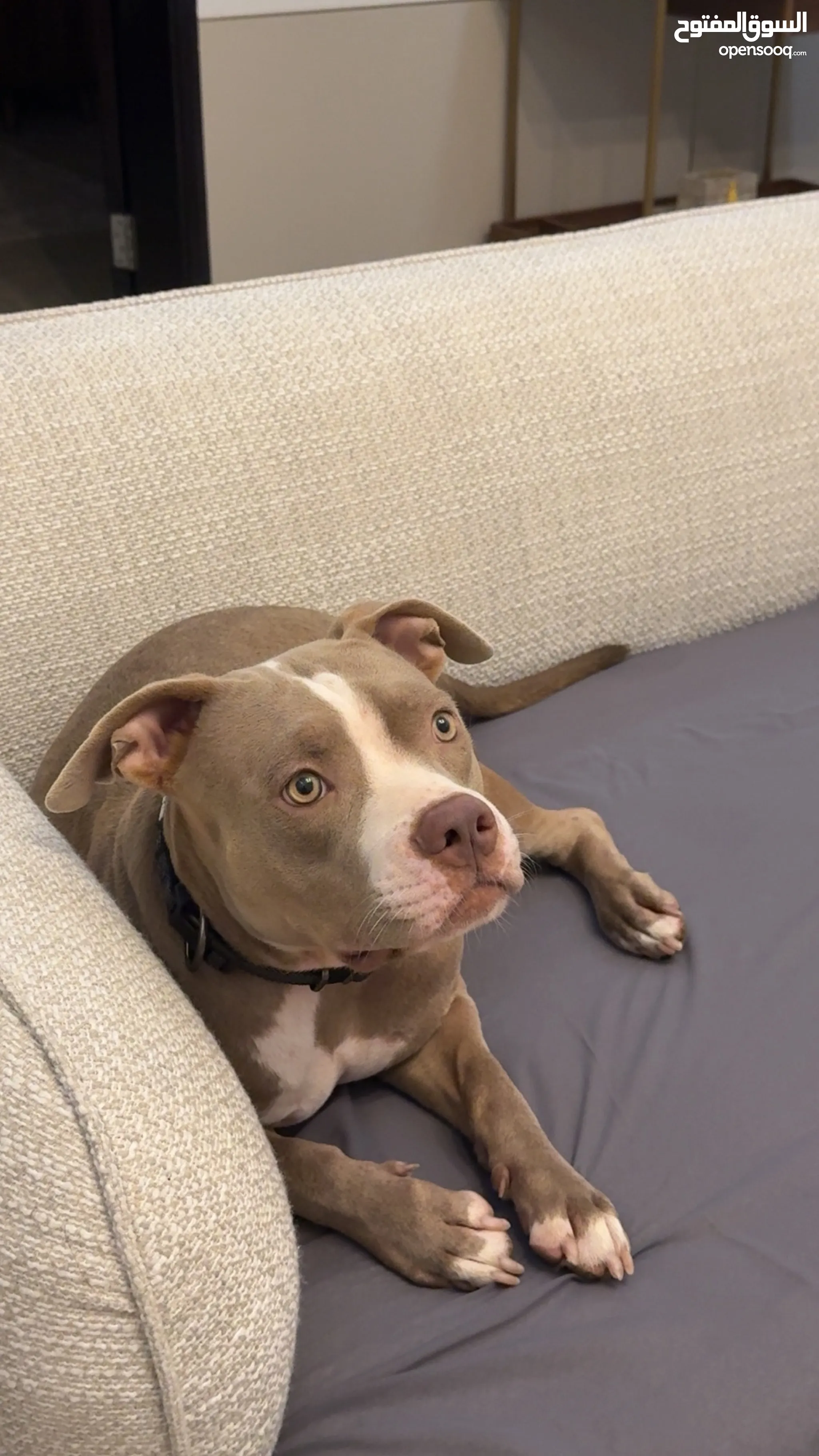 Pitbull Dogs for Adoption in UAE All Ages Puppies OpenSooq