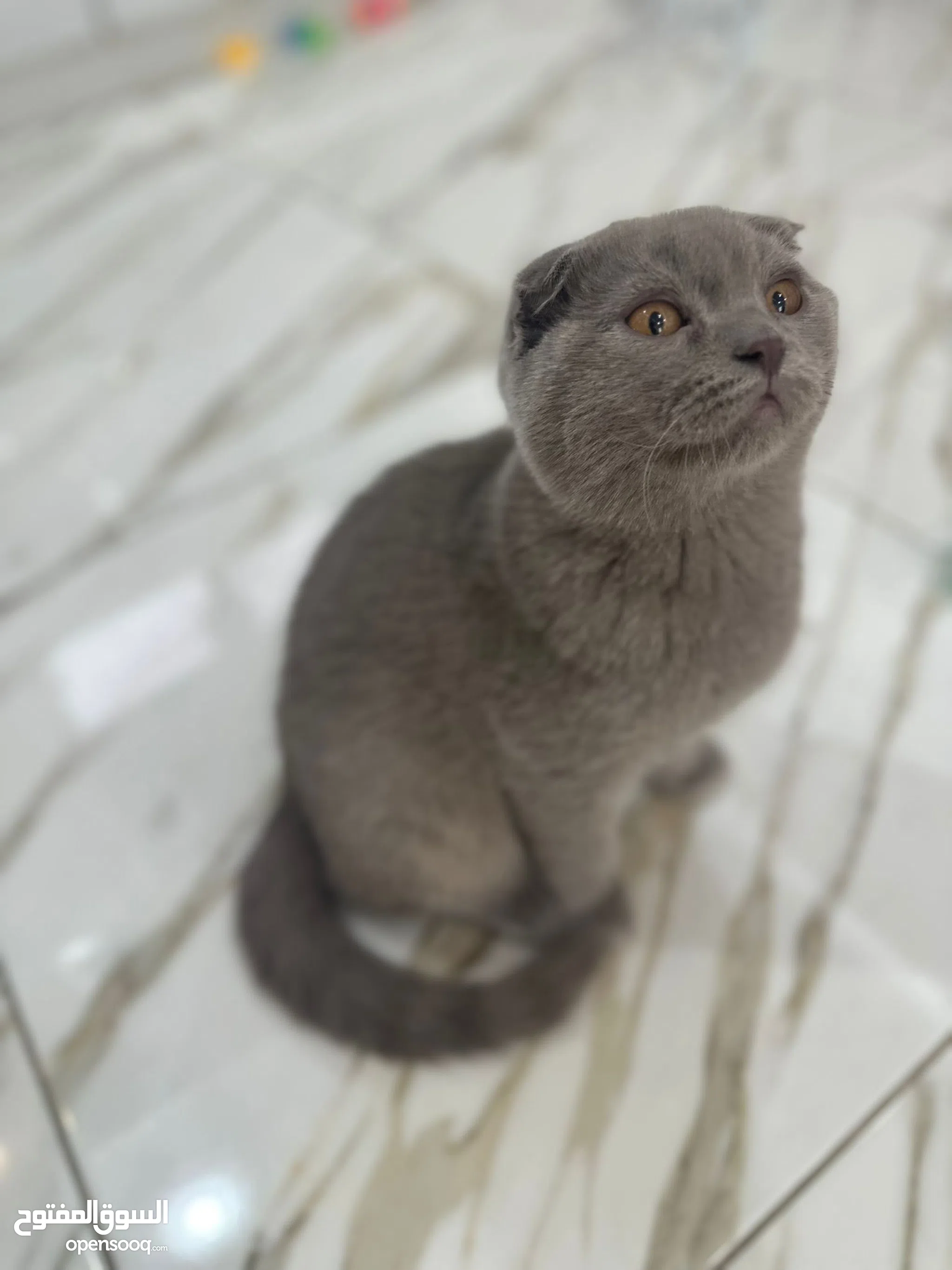 Cats for Sale Kitten for Adoption in Bahrain Buy with Best