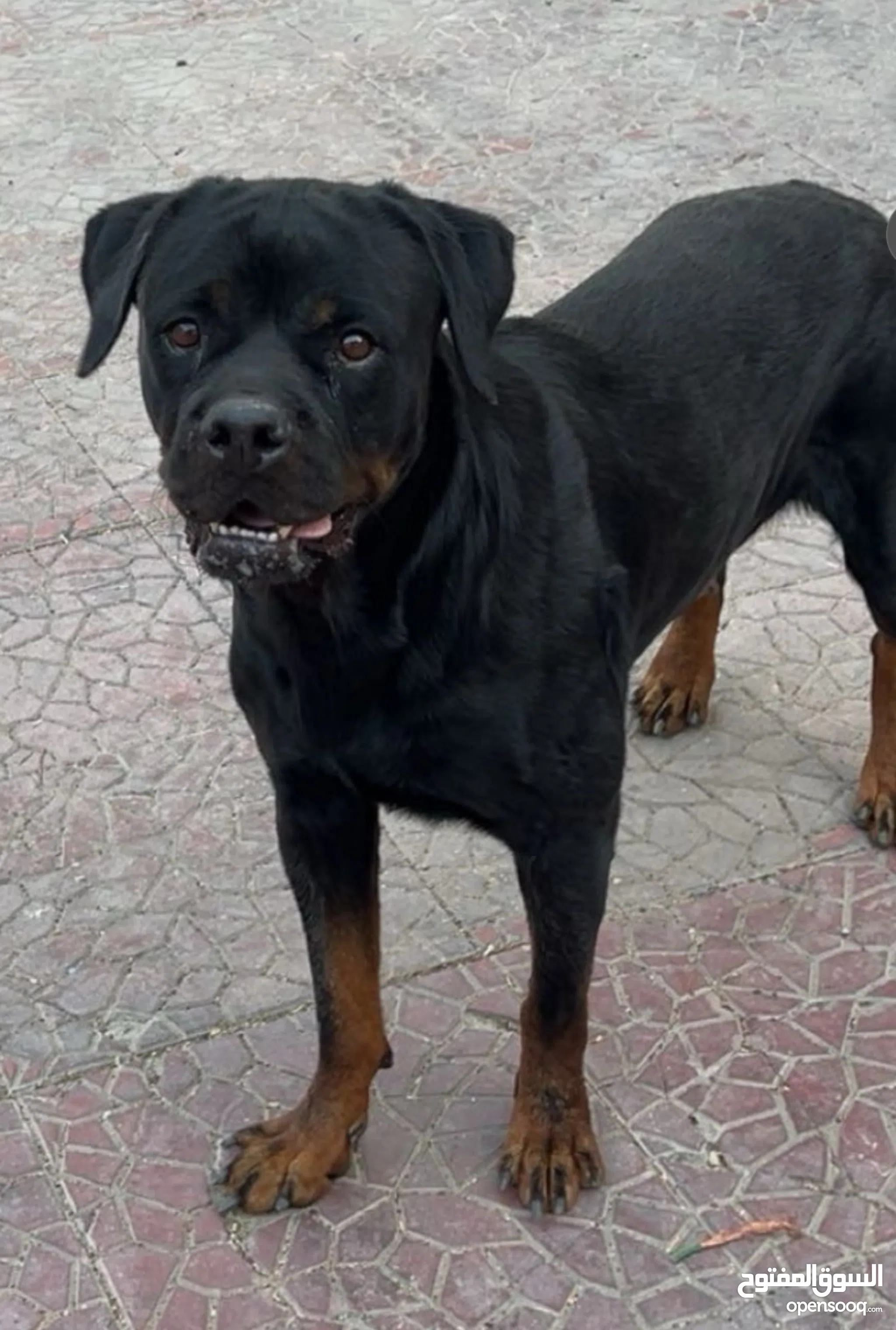 Guard Dog Rottweiler Puppies For Sell Rottweiler Protection Dogs