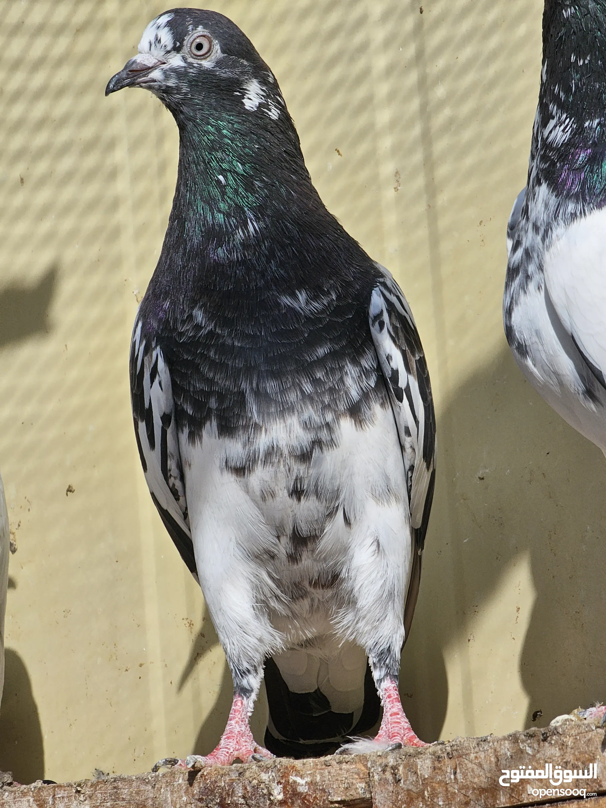 Pigeons in Abu Dhabi Browse Our Listings Today OpenSooq