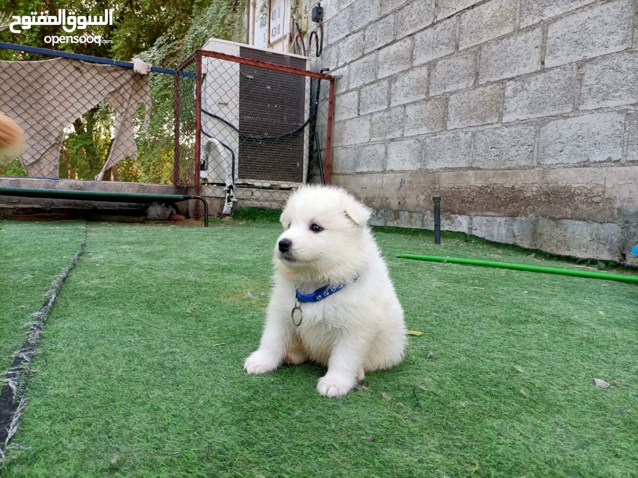 Other Dogs for Adoption in UAE All Ages Puppies (Page