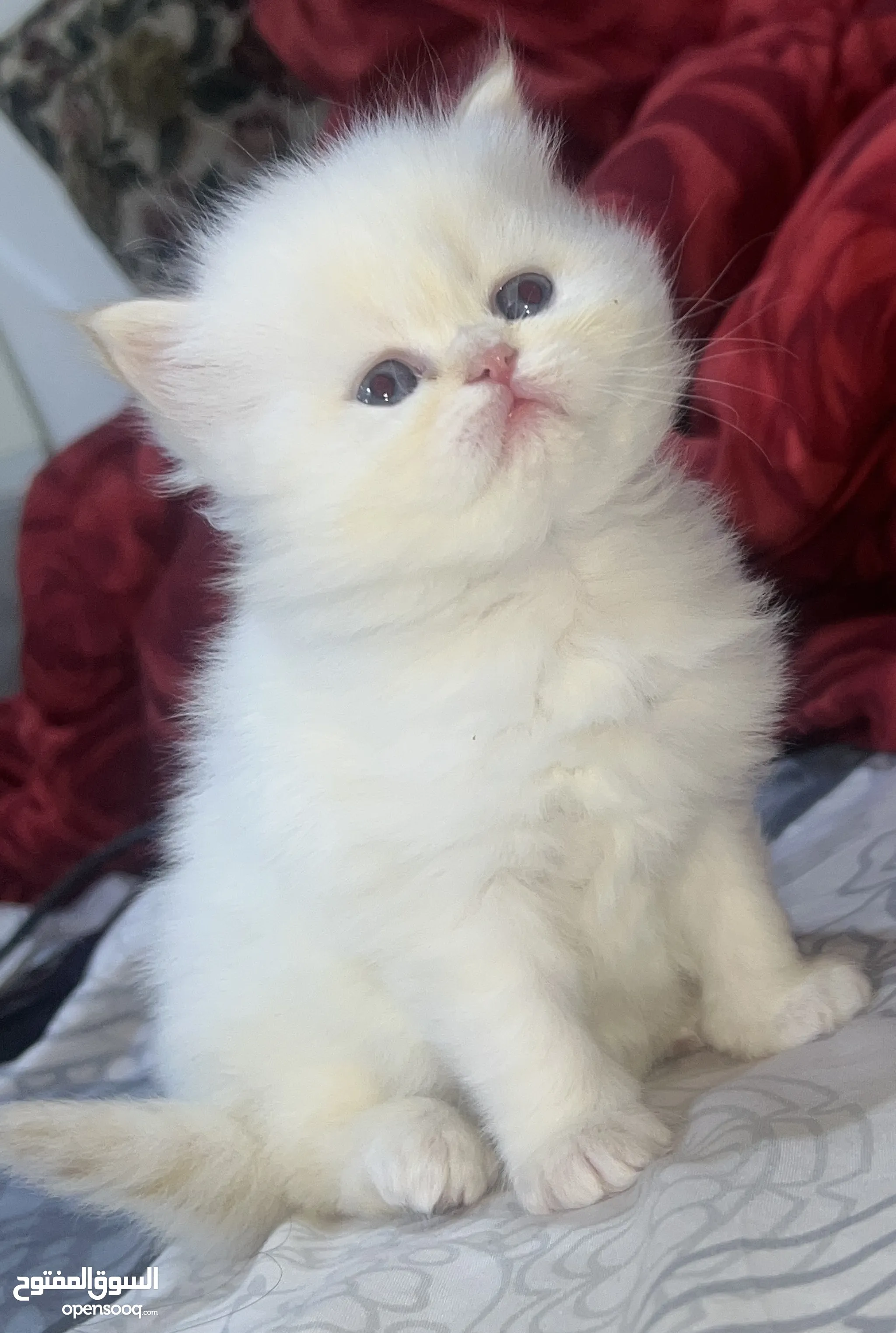 Persian Cat White Cat With Blue Eyes For Adoption Annabel Fluffy