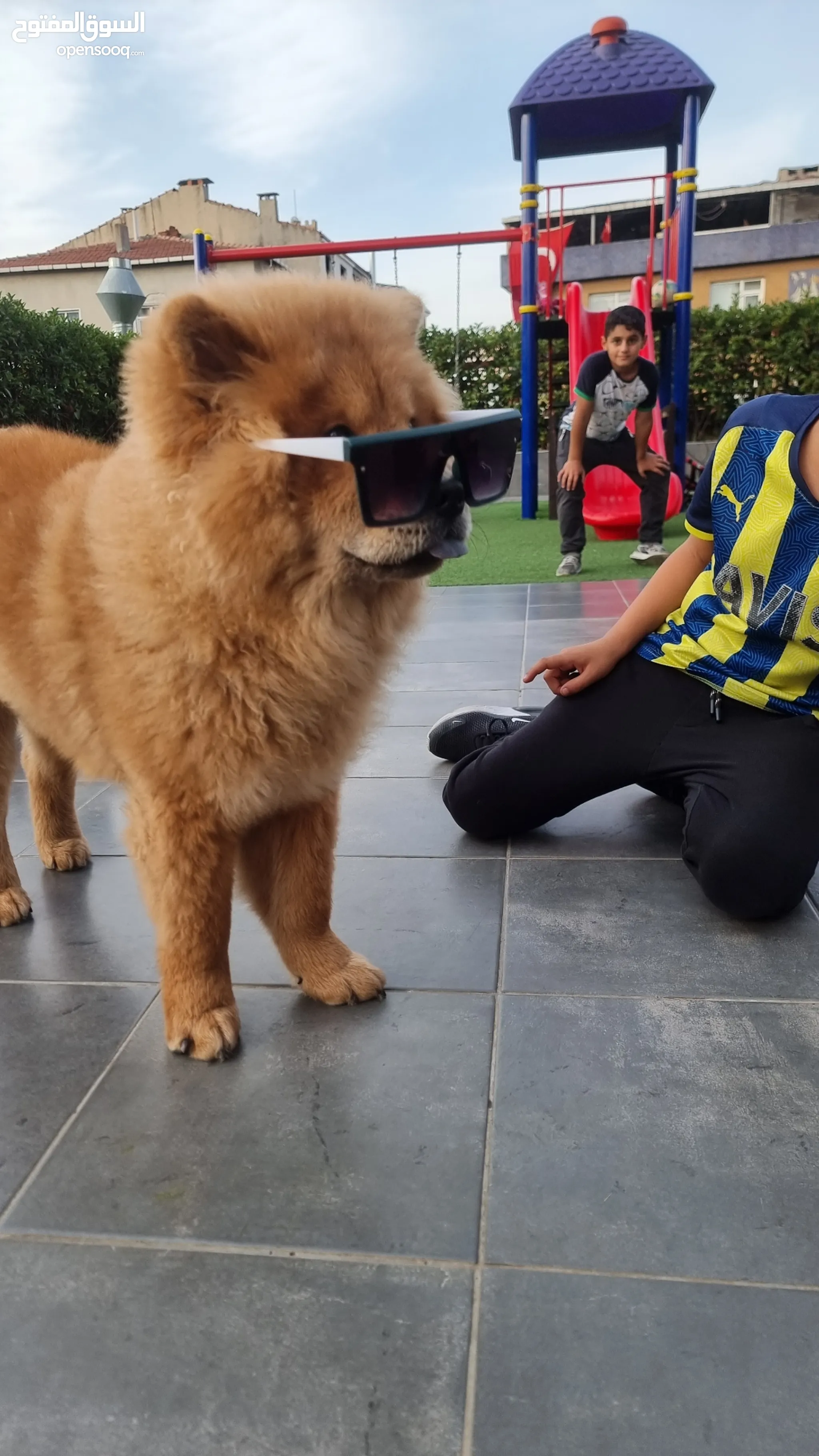 موقع #1 لبيع الكلاب في تركيا : كلب جيرمن شيبرد للبيع : هسكي : بيتبول : جرو  | السوق المفتوح