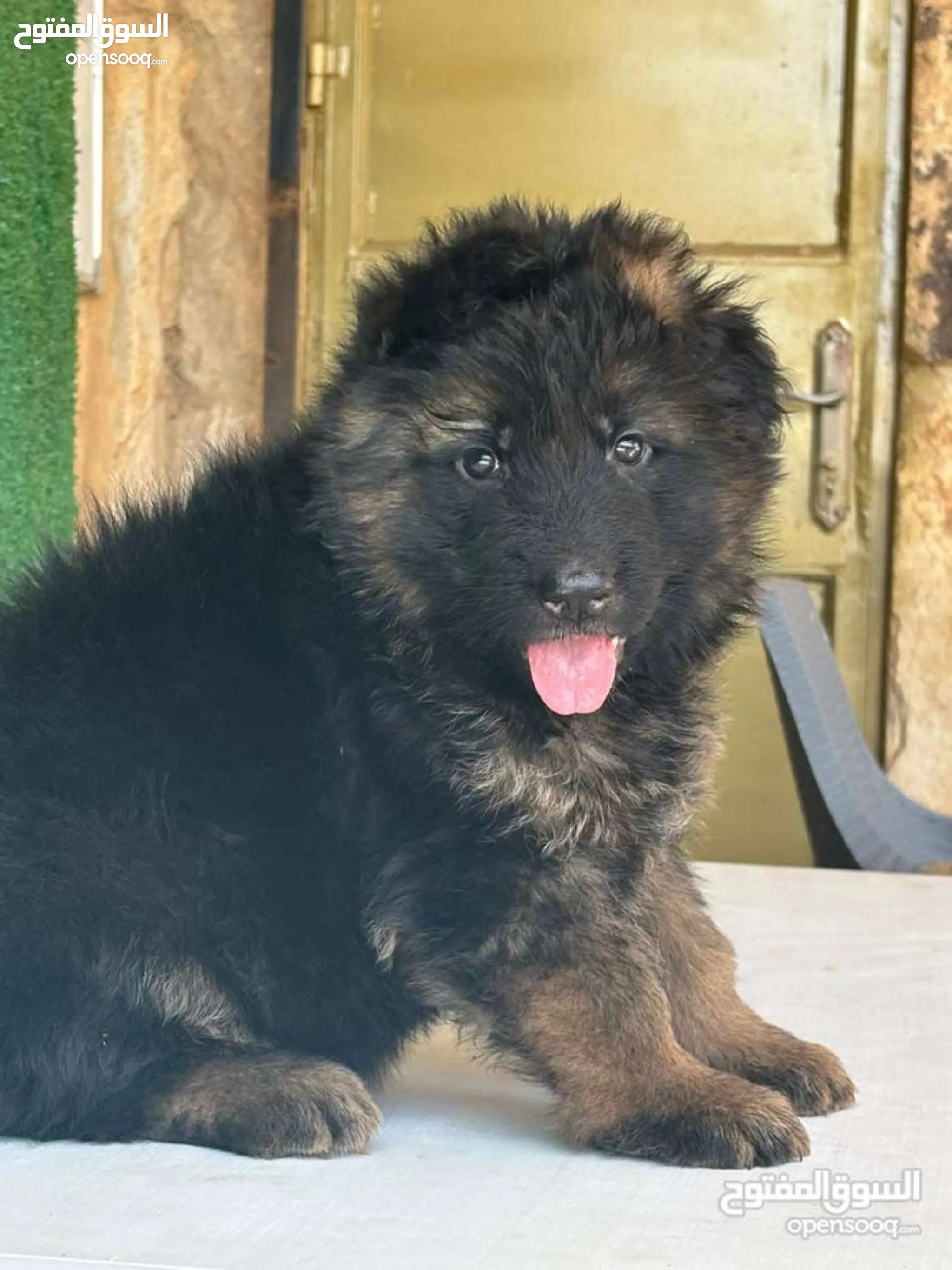 German Shepherd Dogs For Sale Adoption in Jordan: Puppy: Best