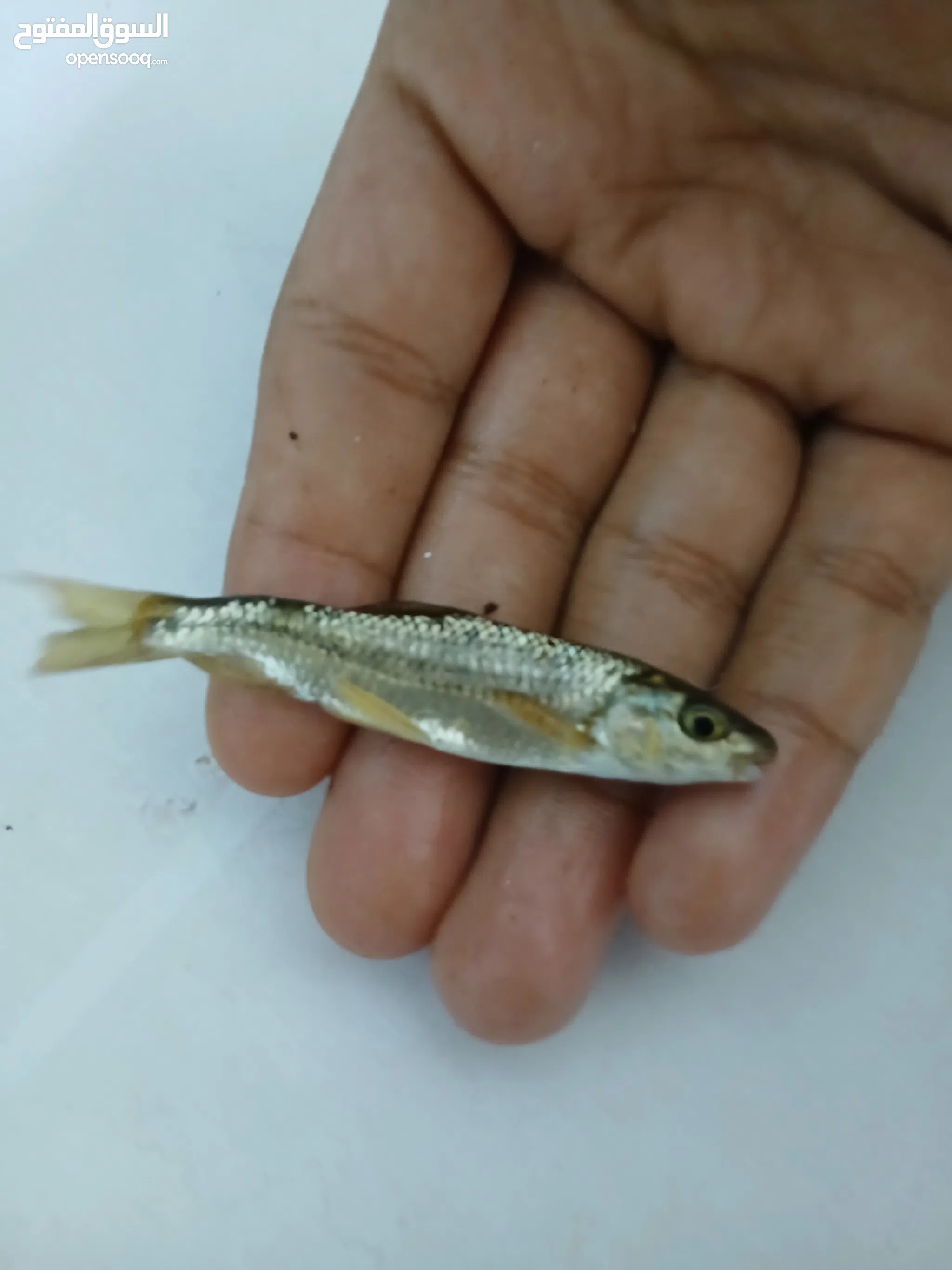 Fish for Sale Fish Aquarium in Al Batinah Buy with Best Prices